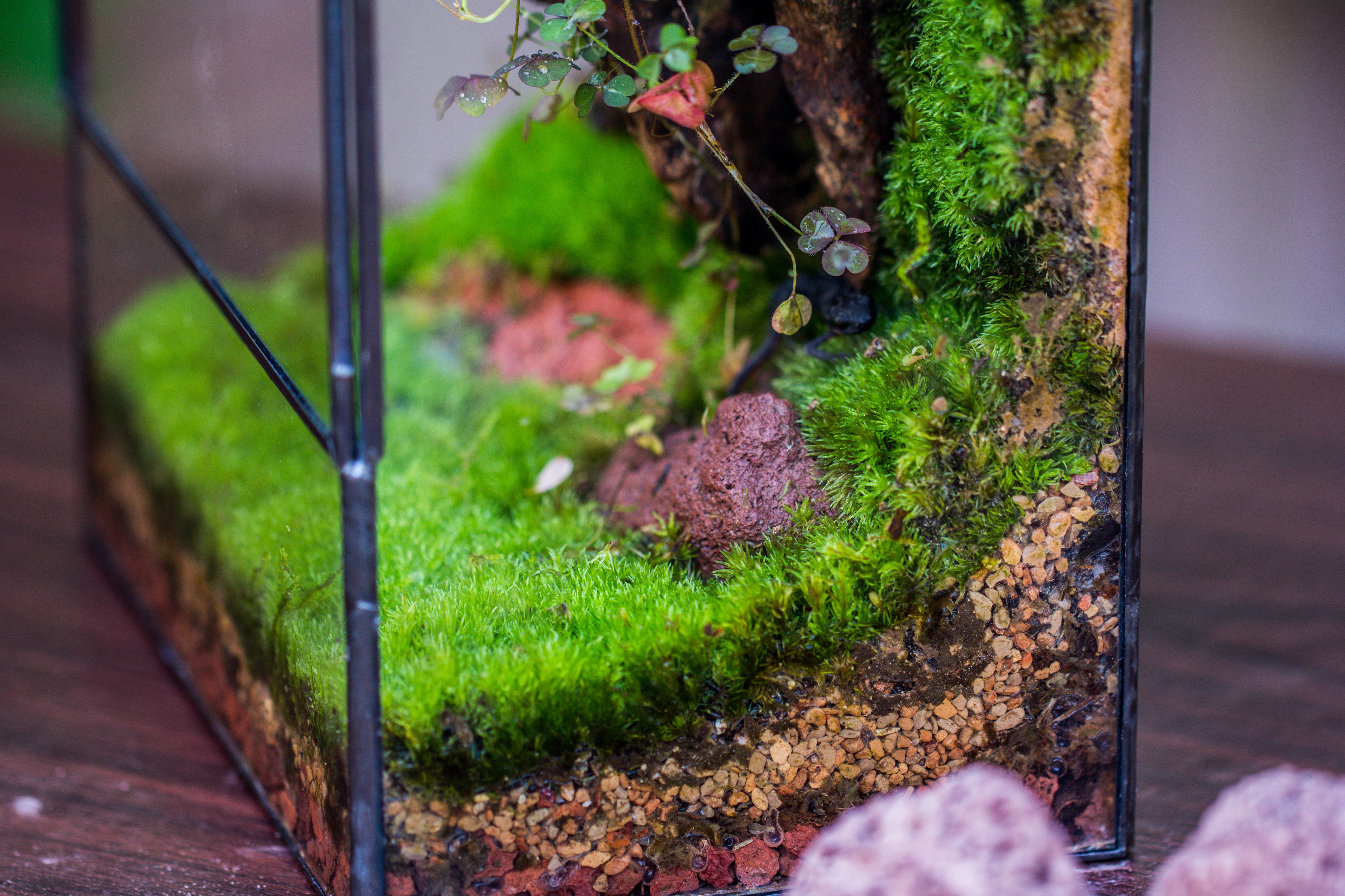 5-8cm Red Horticultural Lava Rock Volcanic Rock for Terrarium, Bonsai Landscape, 500g - NCYPgarden