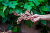 Natural Driftwood Roots bag for  Moss Terrarium Succulents Air Plants Reptile Miniature Habitat - NCYPgarden