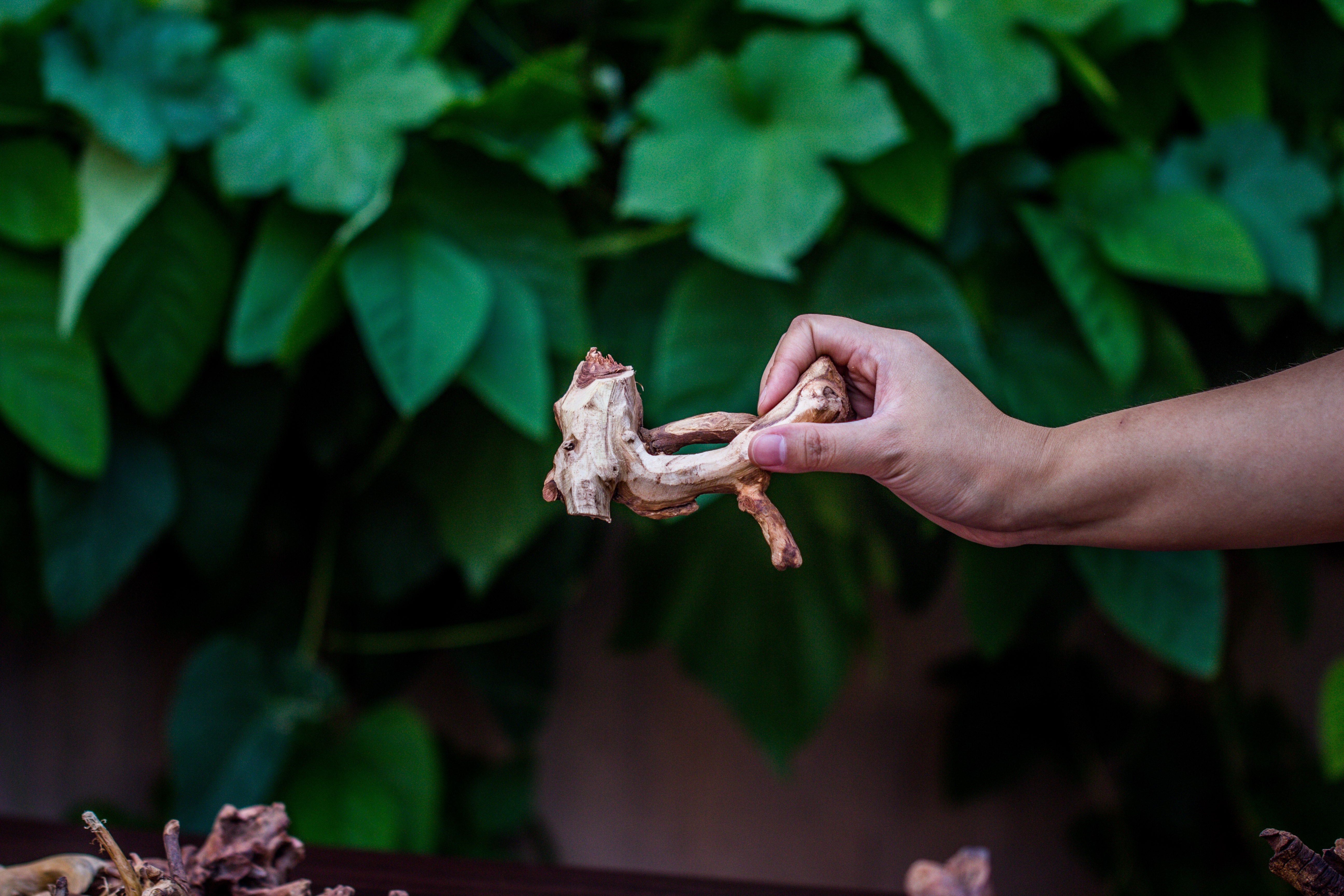 Natural Driftwood Roots bag for  Moss Terrarium Succulents Air Plants Reptile Miniature Habitat - NCYPgarden