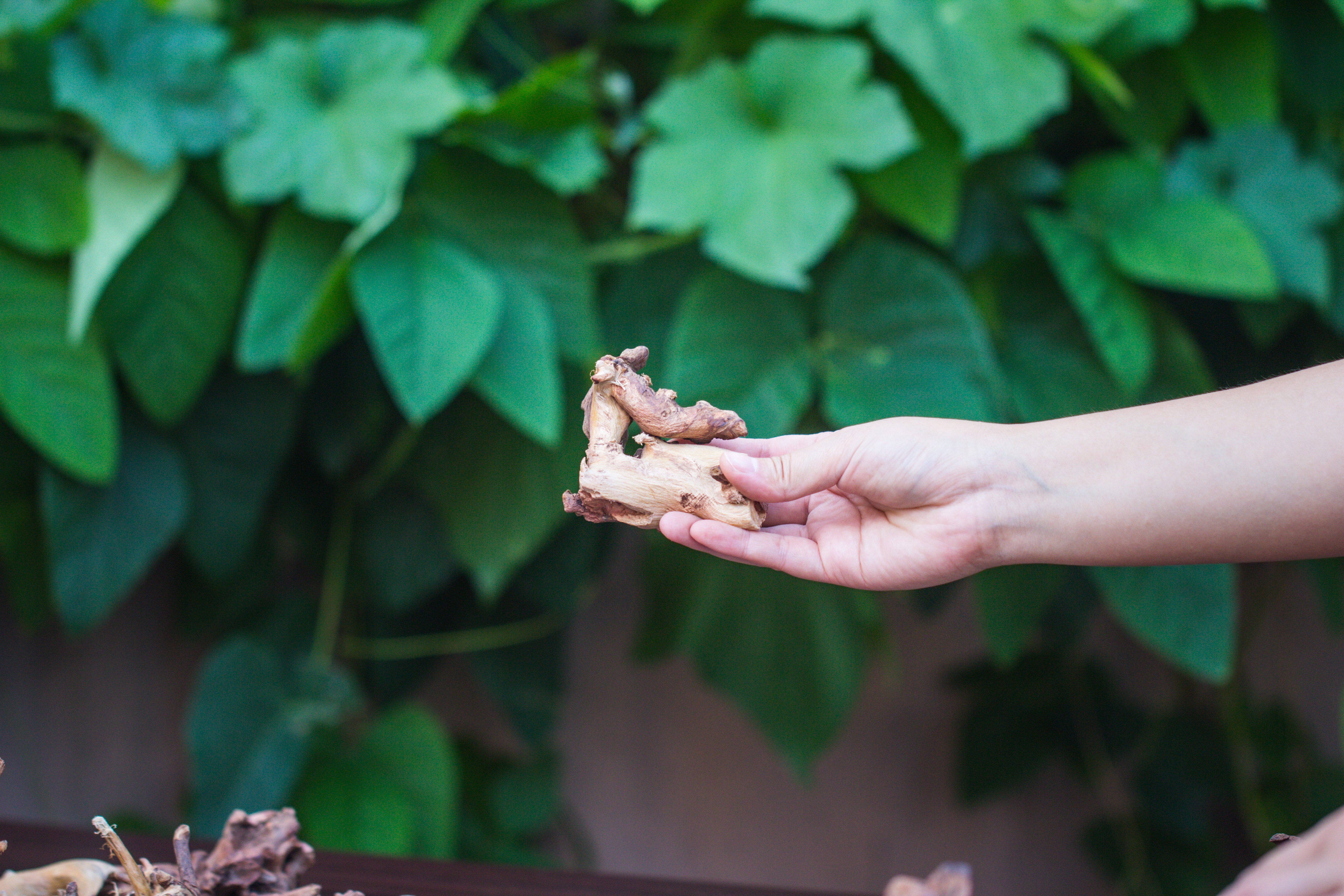 Natural Driftwood Roots bag for  Moss Terrarium Succulents Air Plants Reptile Miniature Habitat - NCYPgarden