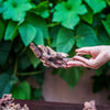 Natural Driftwood Roots bag for  Moss Terrarium Succulents Air Plants Reptile Miniature Habitat - NCYPgarden