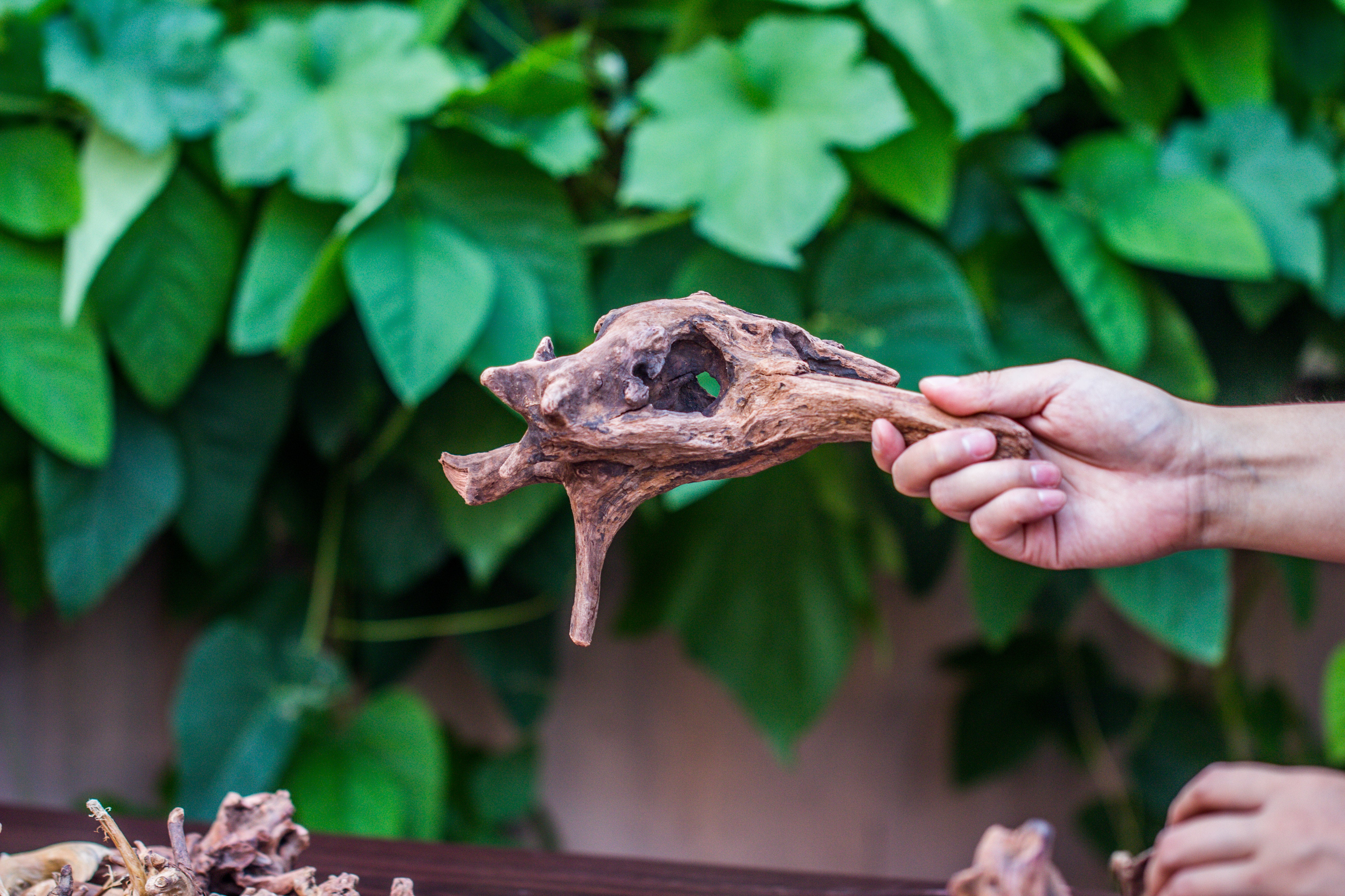 Natural Driftwood Roots bag for  Moss Terrarium Succulents Air Plants Reptile Miniature Habitat - NCYPgarden