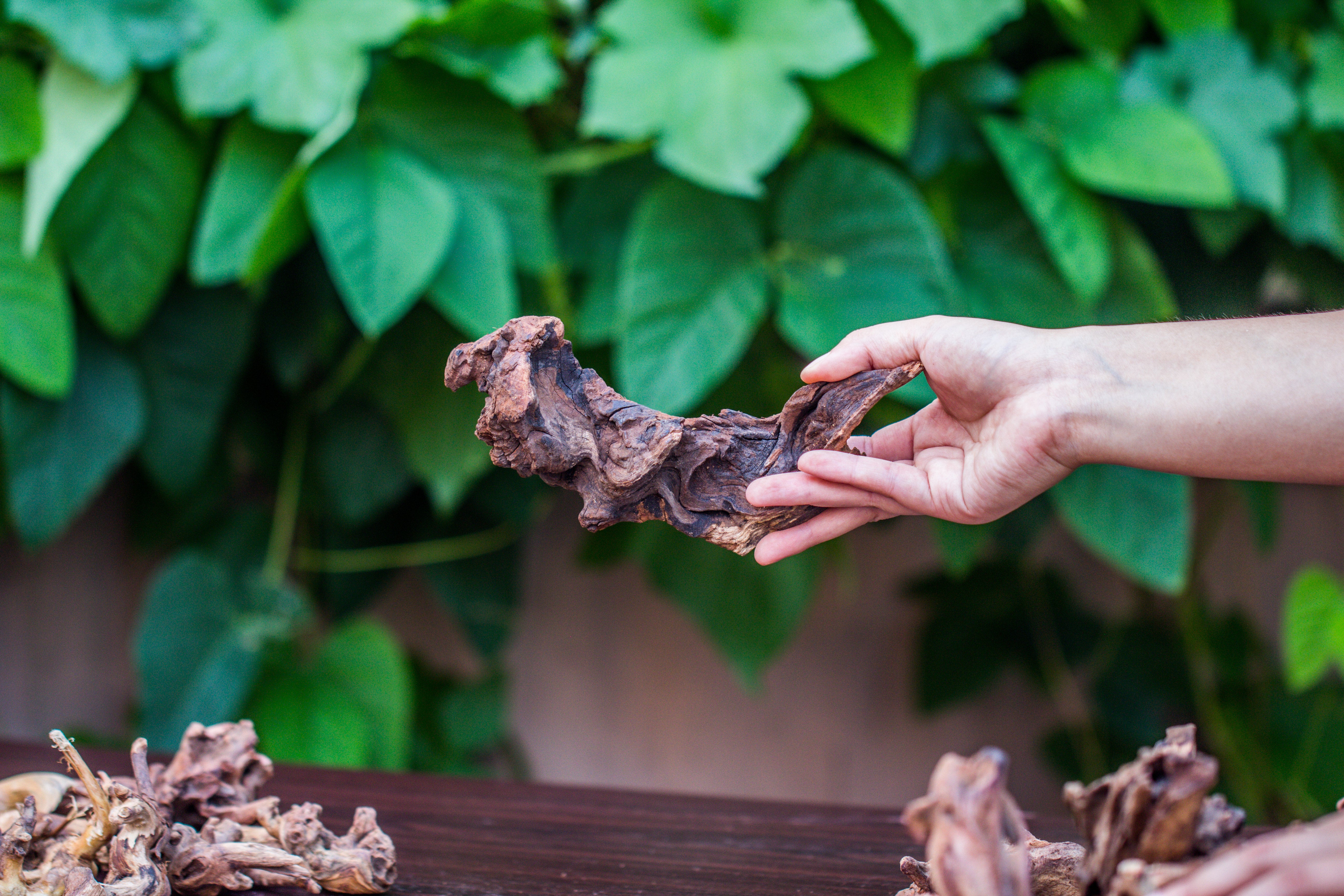 Natural Driftwood Roots bag for  Moss Terrarium Succulents Air Plants Reptile Miniature Habitat - NCYPgarden