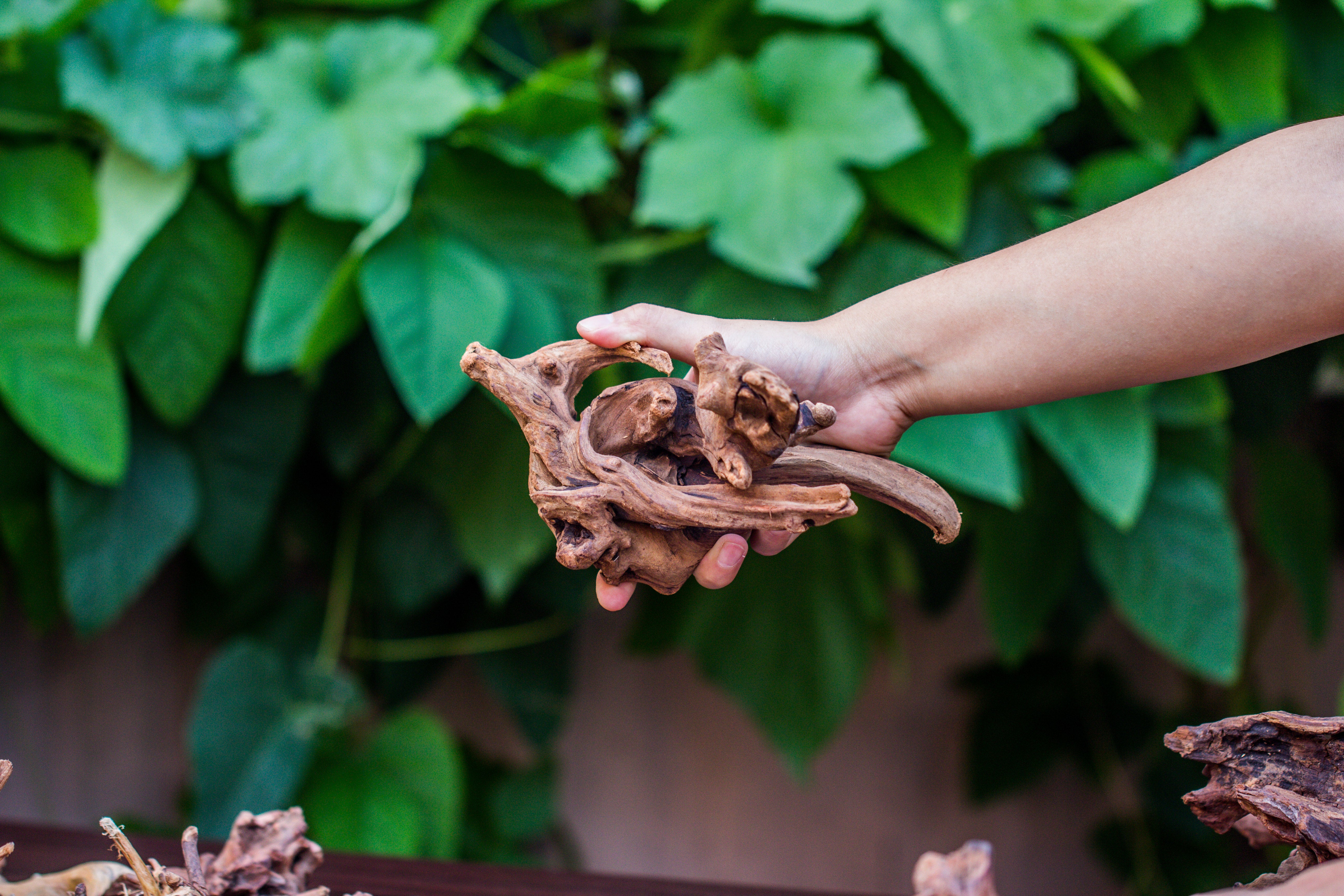 Natural Driftwood Roots bag for  Moss Terrarium Succulents Air Plants Reptile Miniature Habitat - NCYPgarden