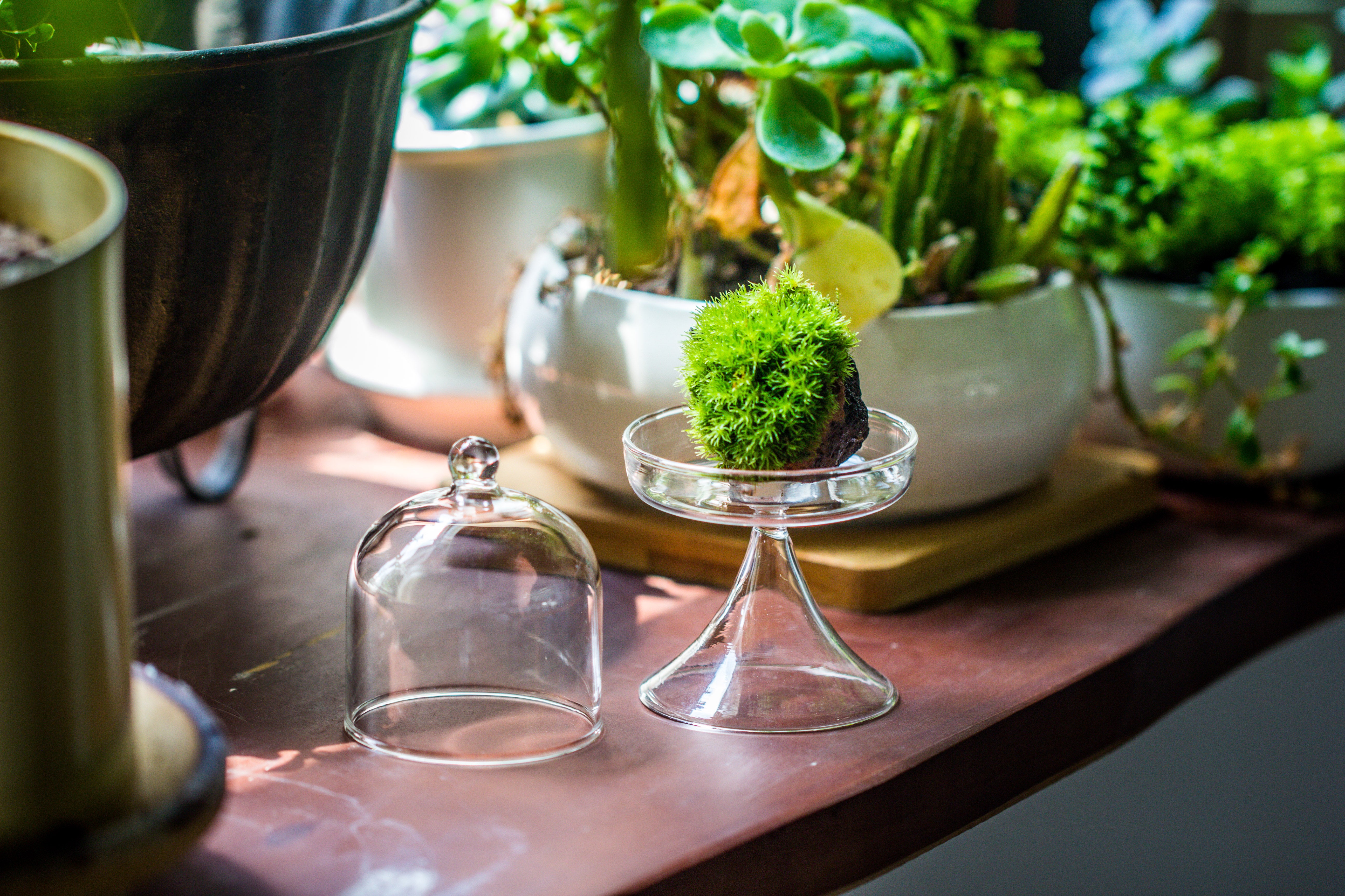 Mini glass serve stand  dome cloche set 7x12.8cm - NCYPgarden