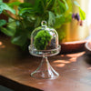 Mini glass serve stand  dome cloche set 7x12.8cm - NCYPgarden