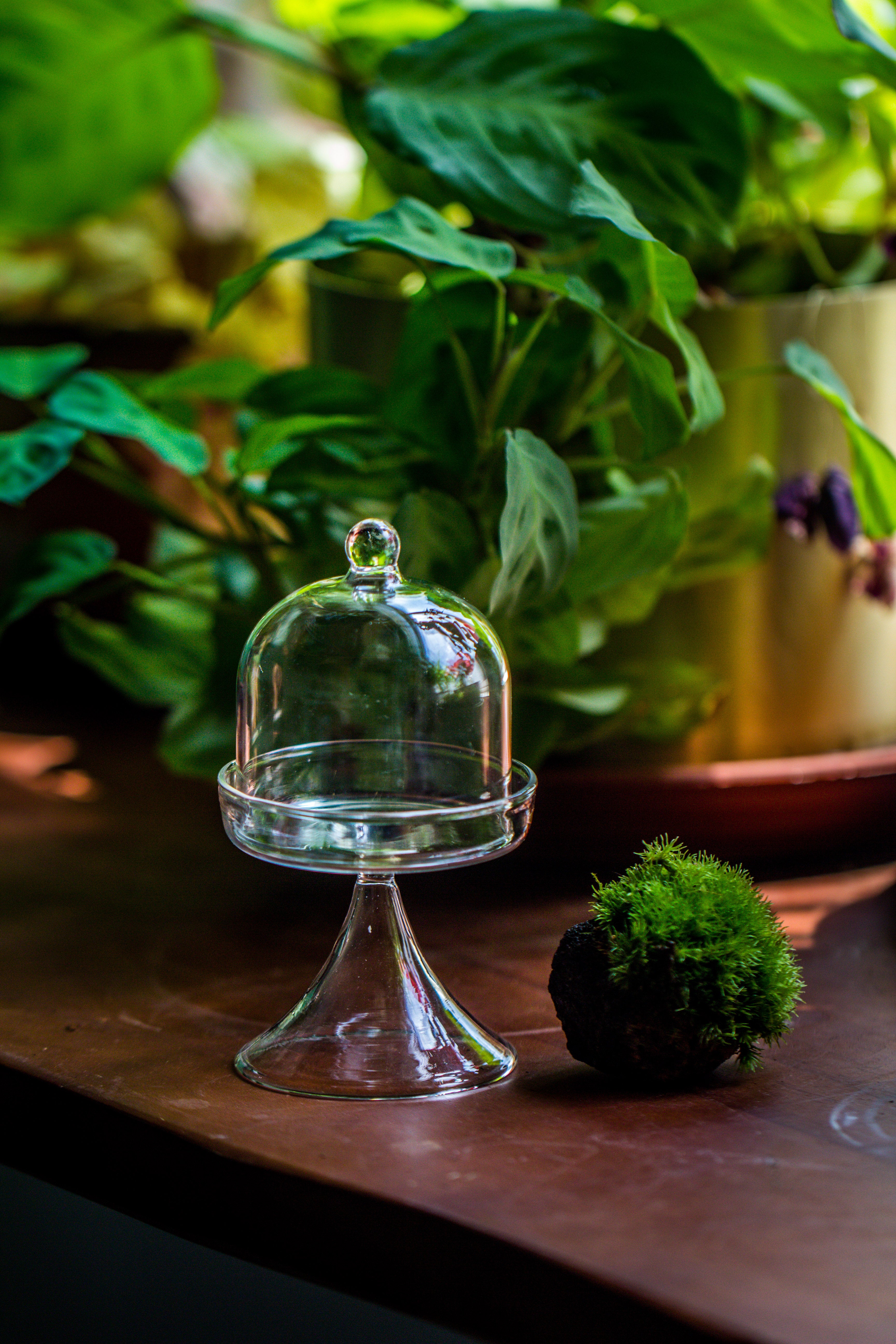 Mini glass serve stand  dome cloche set 7x12.8cm - NCYPgarden