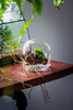 mini glass globe cloche with decorative beaded base 9.5x10.8cm - NCYPgarden