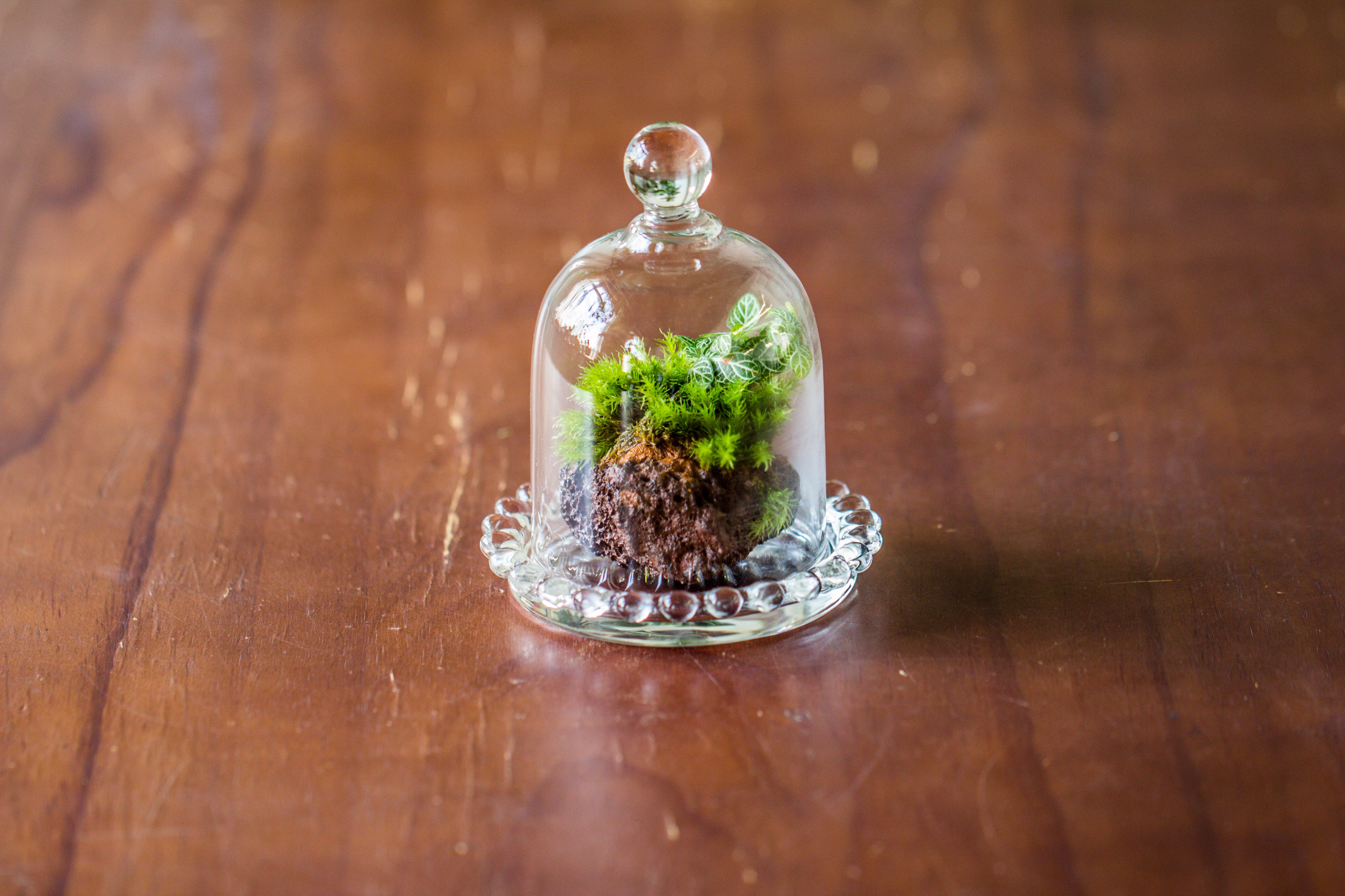 mini bell shape glass cloche dome with beaded decorative base 9.5x14cm - NCYPgarden