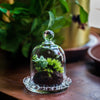 mini bell shape glass cloche dome with beaded decorative base 9.5x14cm - NCYPgarden
