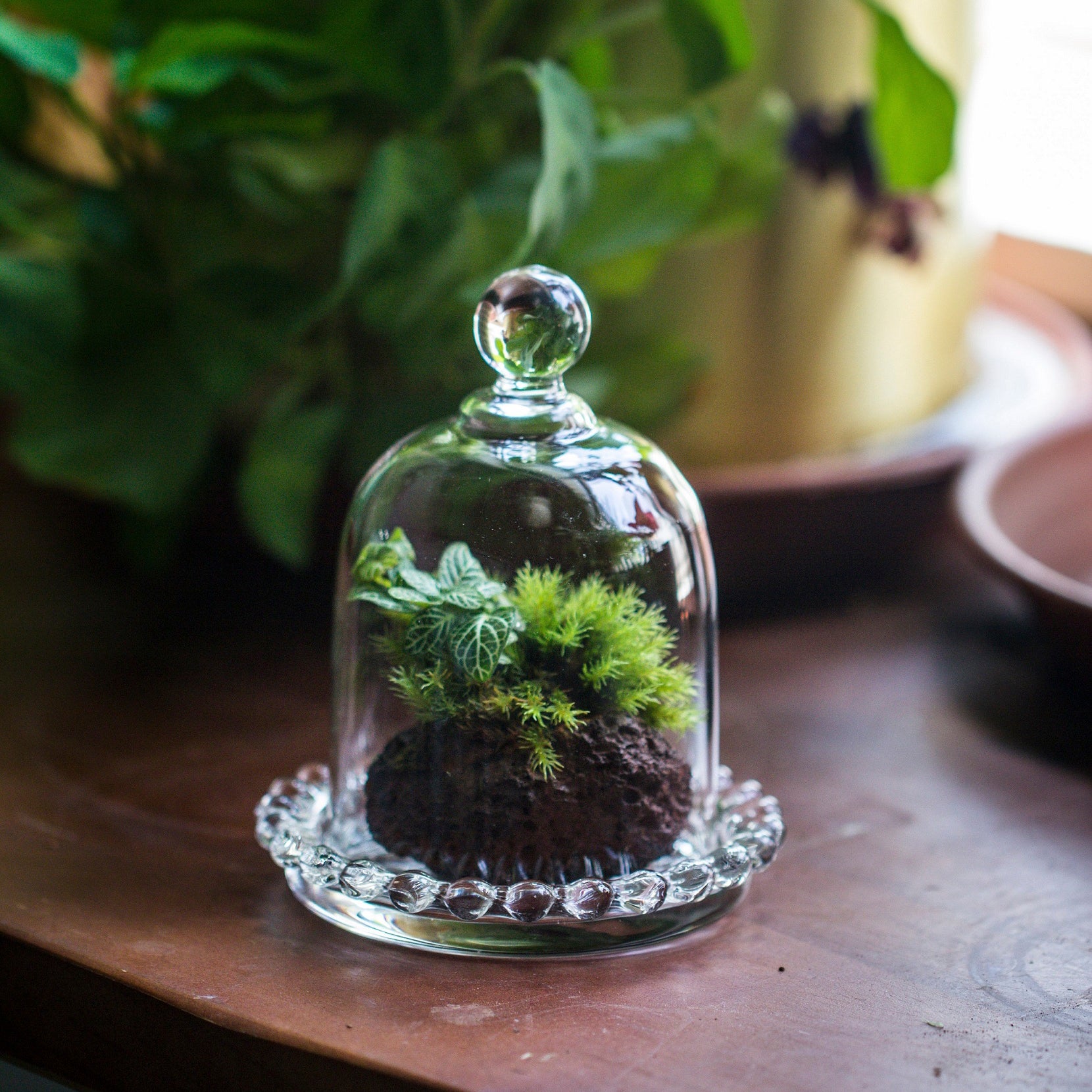 Glass Dome Base tall glass dome with glass base and gold metal base set – NCYPgarden