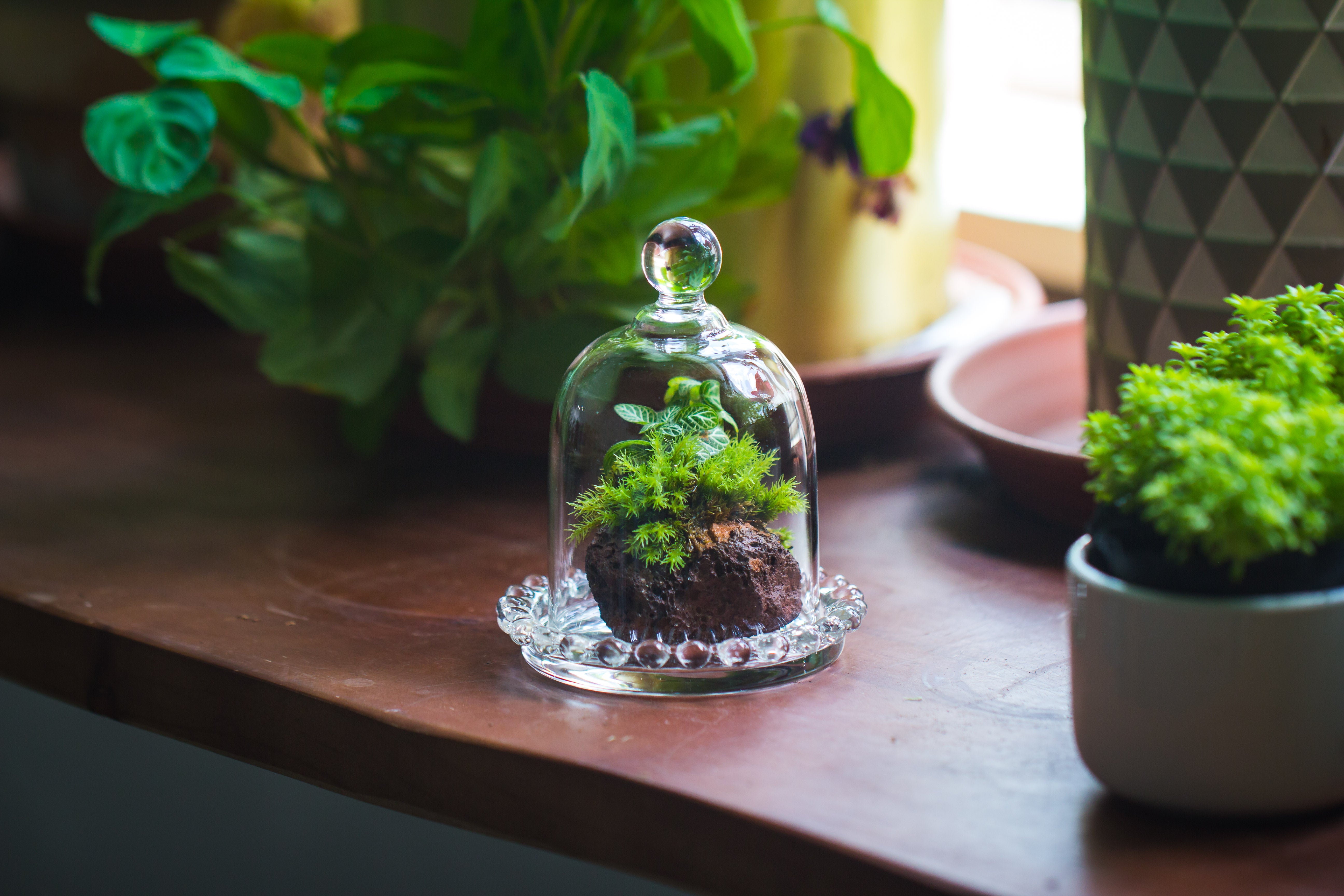 mini bell shape glass cloche dome with beaded decorative base 9.5x14cm - NCYPgarden