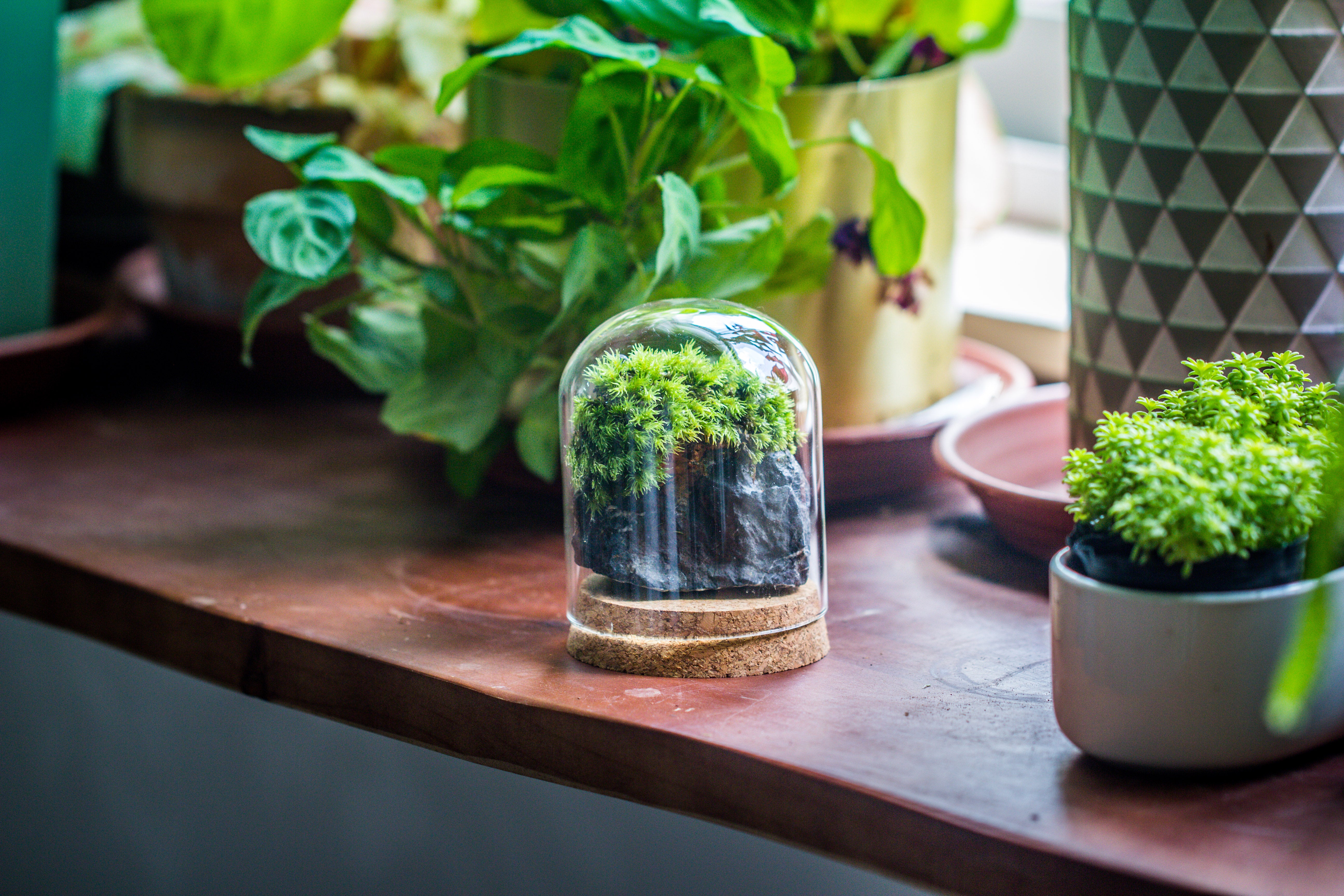 glass cloche dome tube glass cloche dome with corkplug multiple size available - NCYPgarden