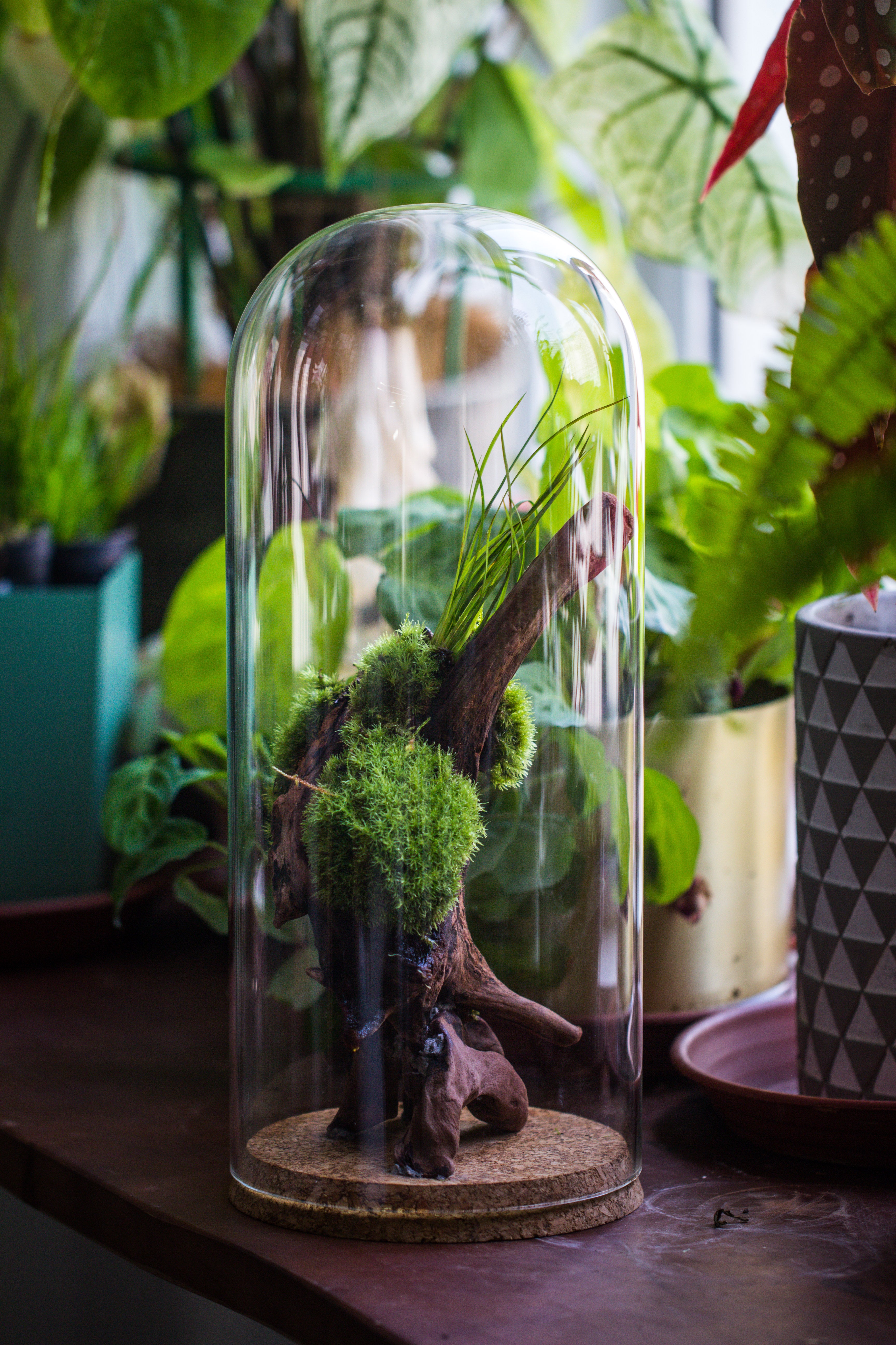 glass cloche dome tube glass cloche dome with corkplug multiple size available - NCYPgarden