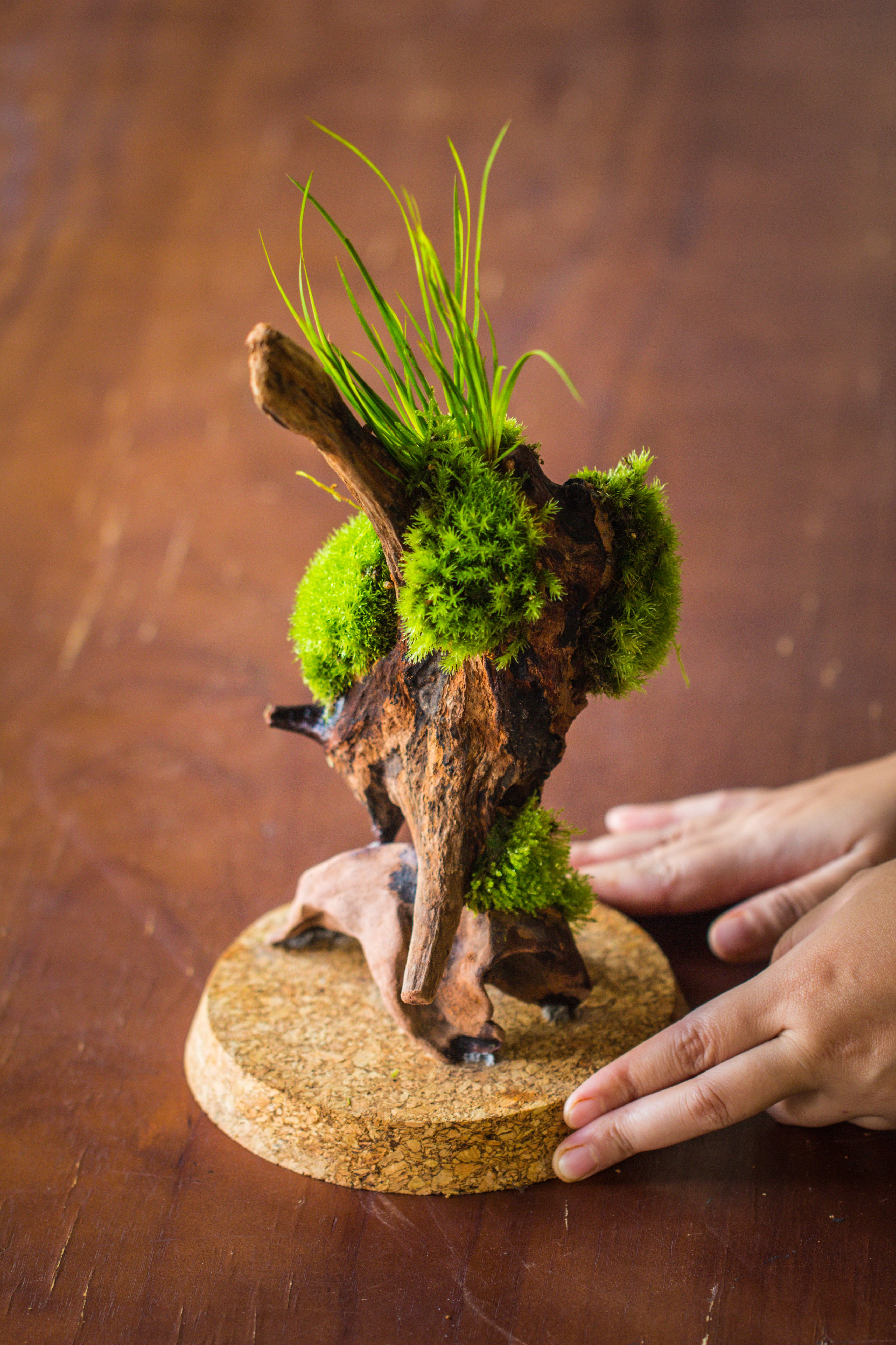 glass cloche dome tube glass cloche dome with corkplug multiple size available - NCYPgarden