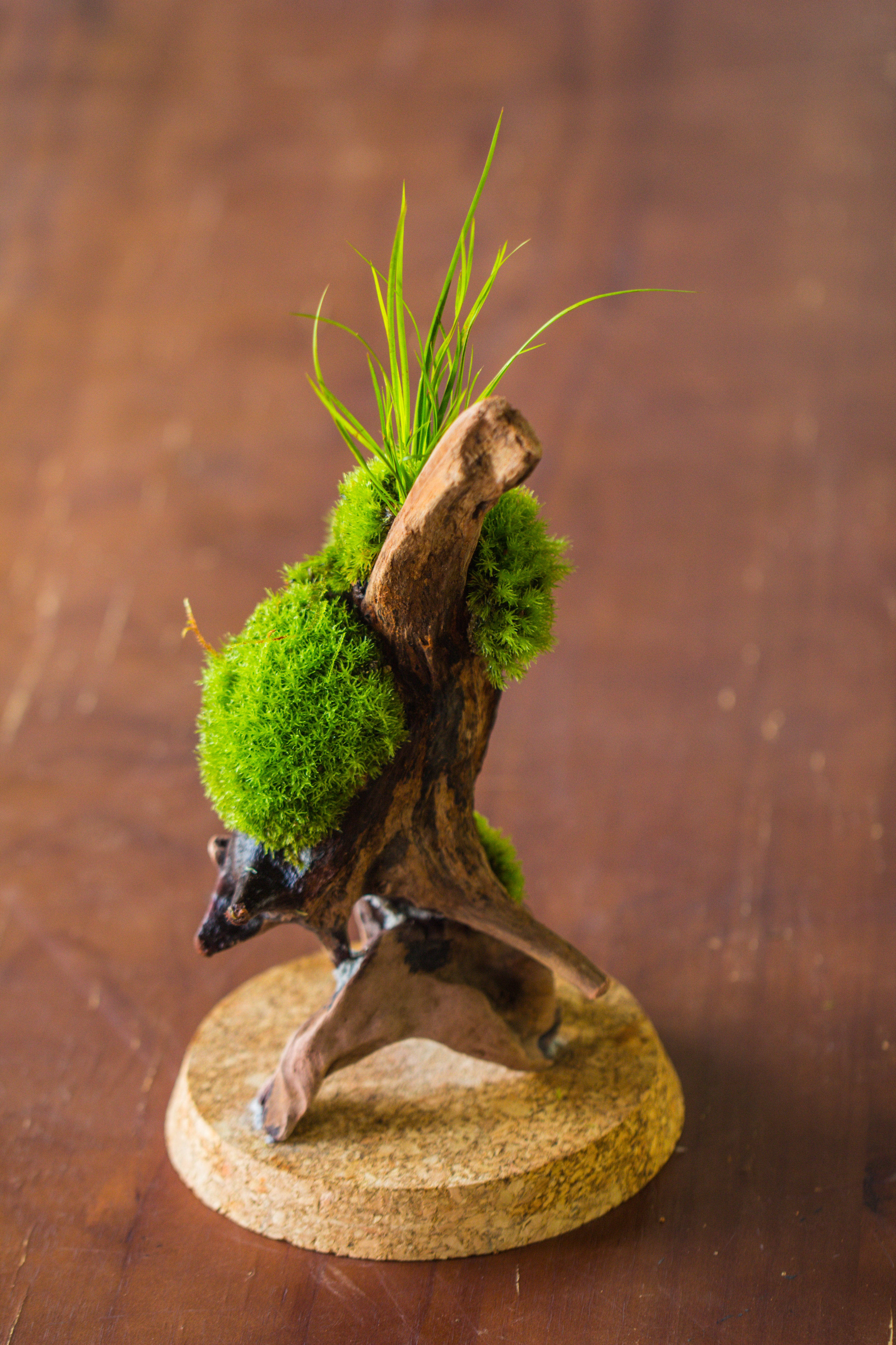 glass cloche dome tube glass cloche dome with corkplug multiple size available - NCYPgarden