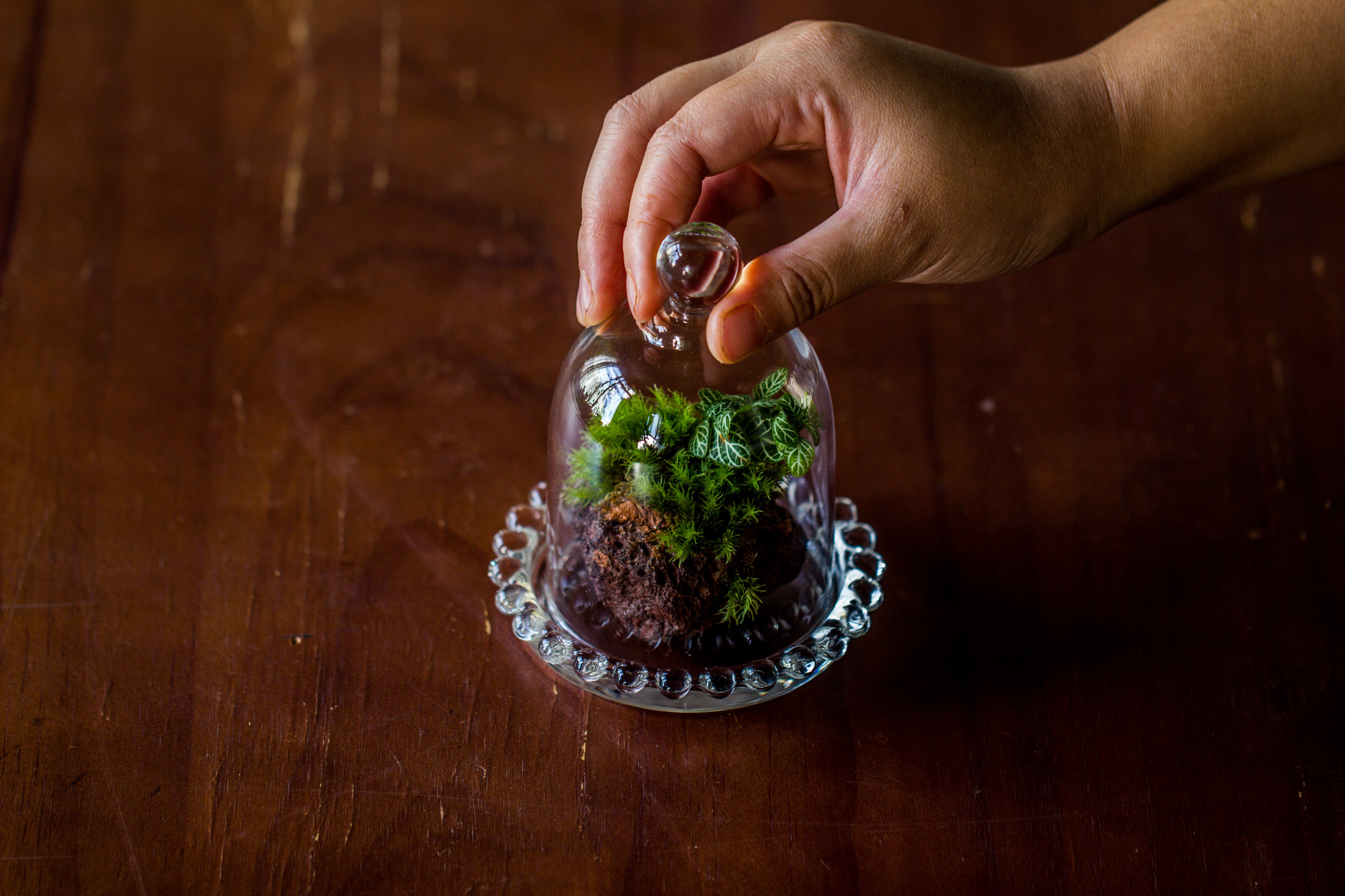 mini bell shape glass cloche dome with beaded decorative base 9.5x14cm - NCYPgarden