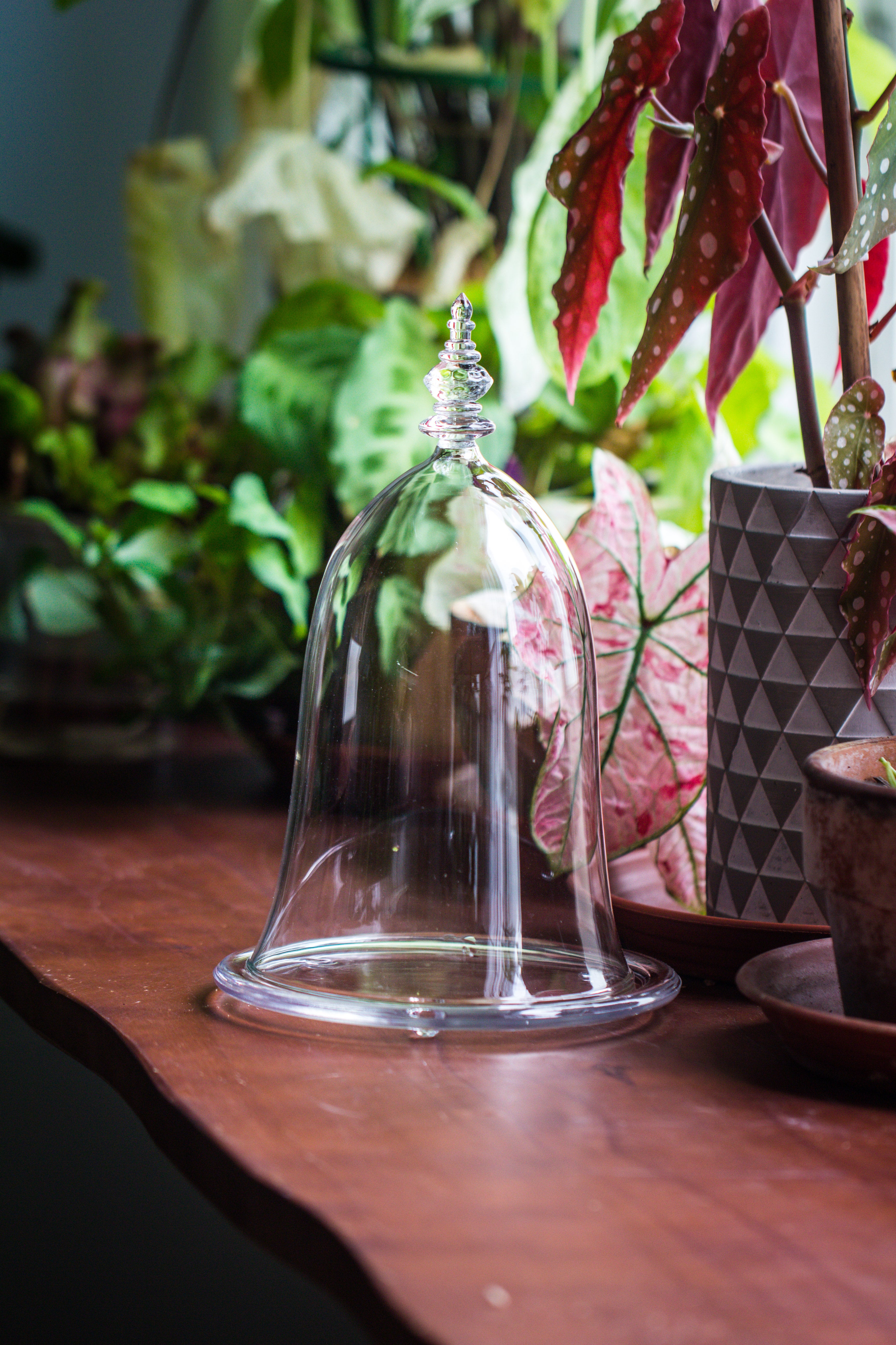 bell shape glass cloche with glass base and gold metal base - NCYPgarden