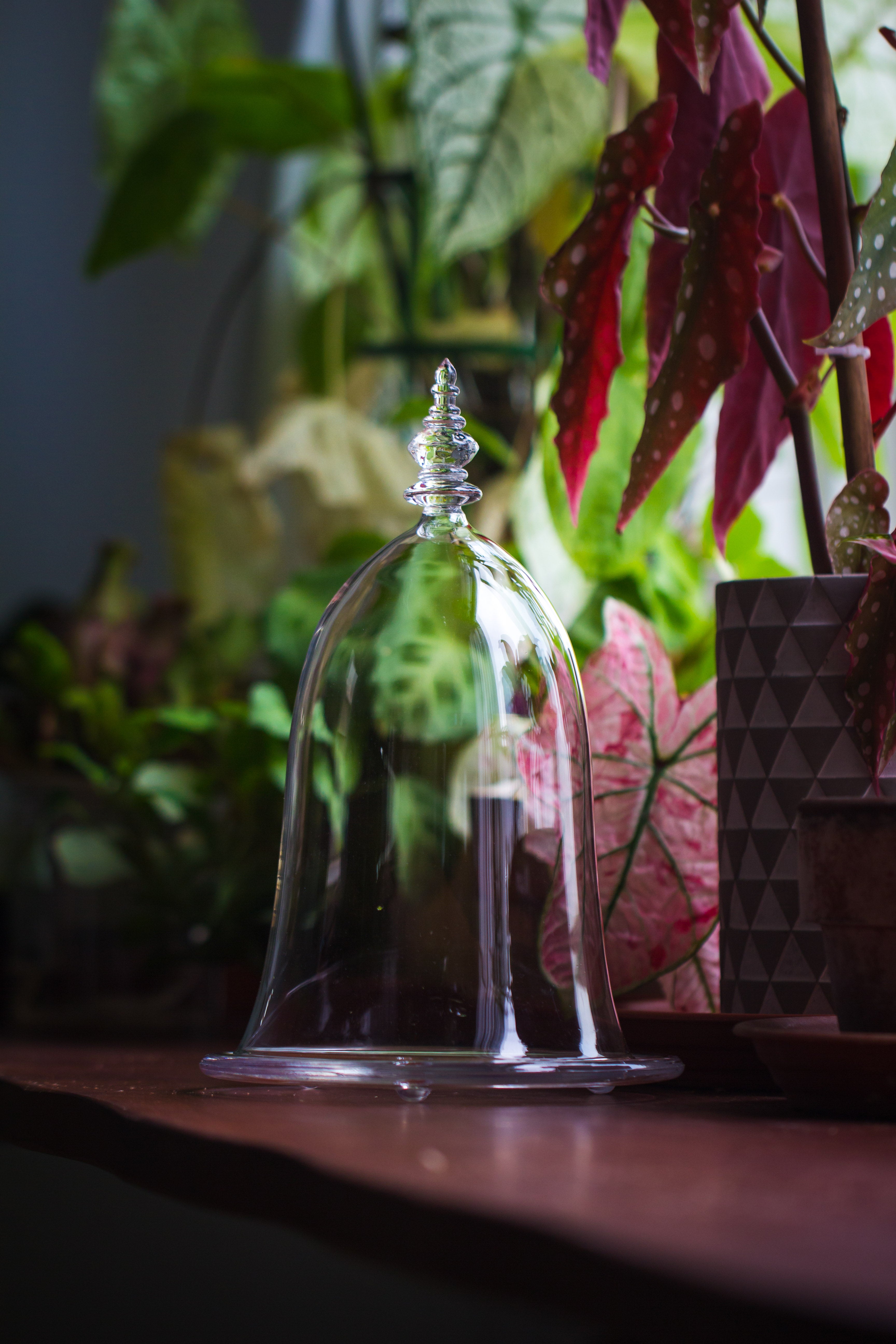 bell shape glass cloche with glass base and gold metal base - NCYPgarden