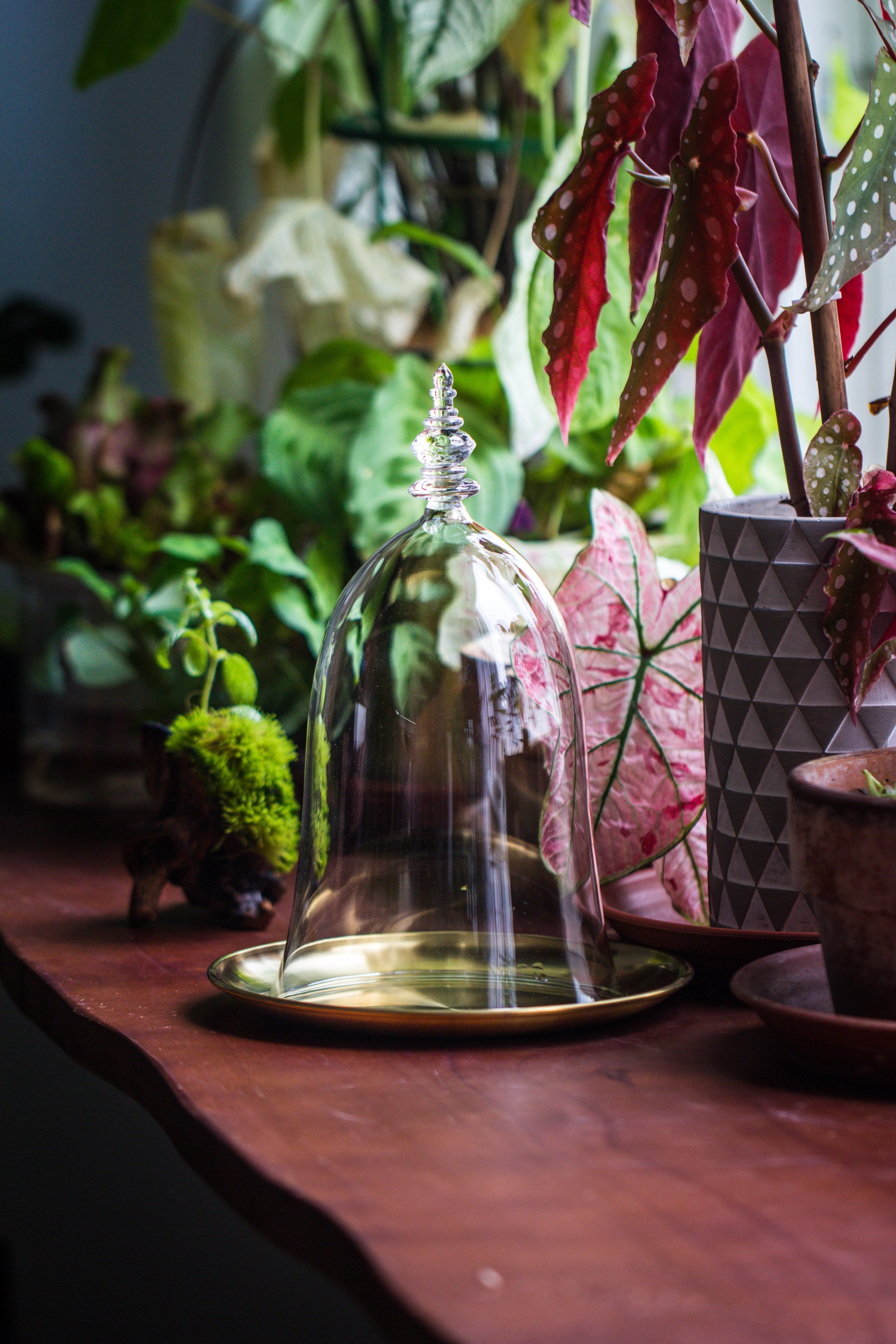 bell shape glass cloche with glass base and gold metal base - NCYPgarden