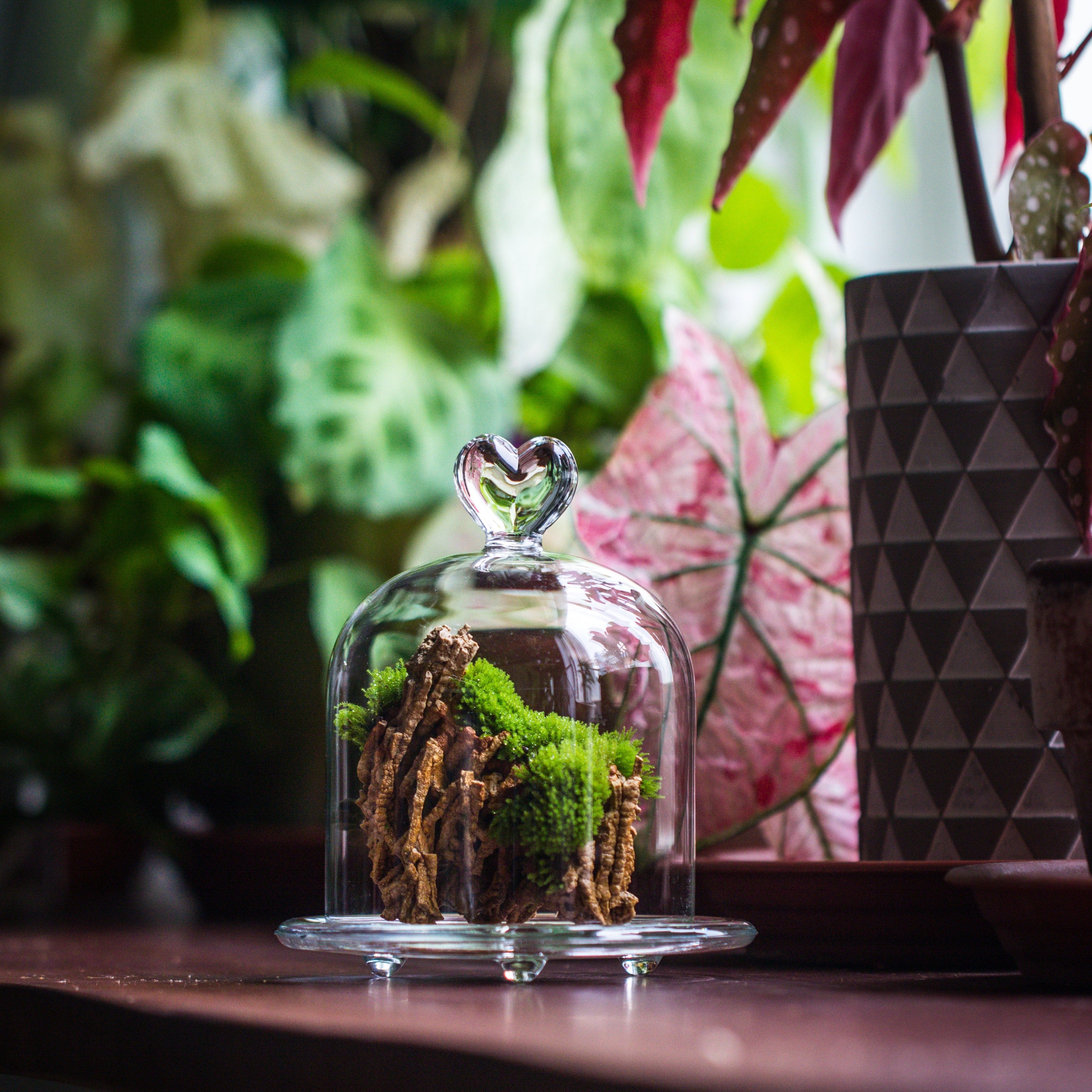 Heart Shape Tip Glass cloche with glass base and metal gold base set - NCYPgarden