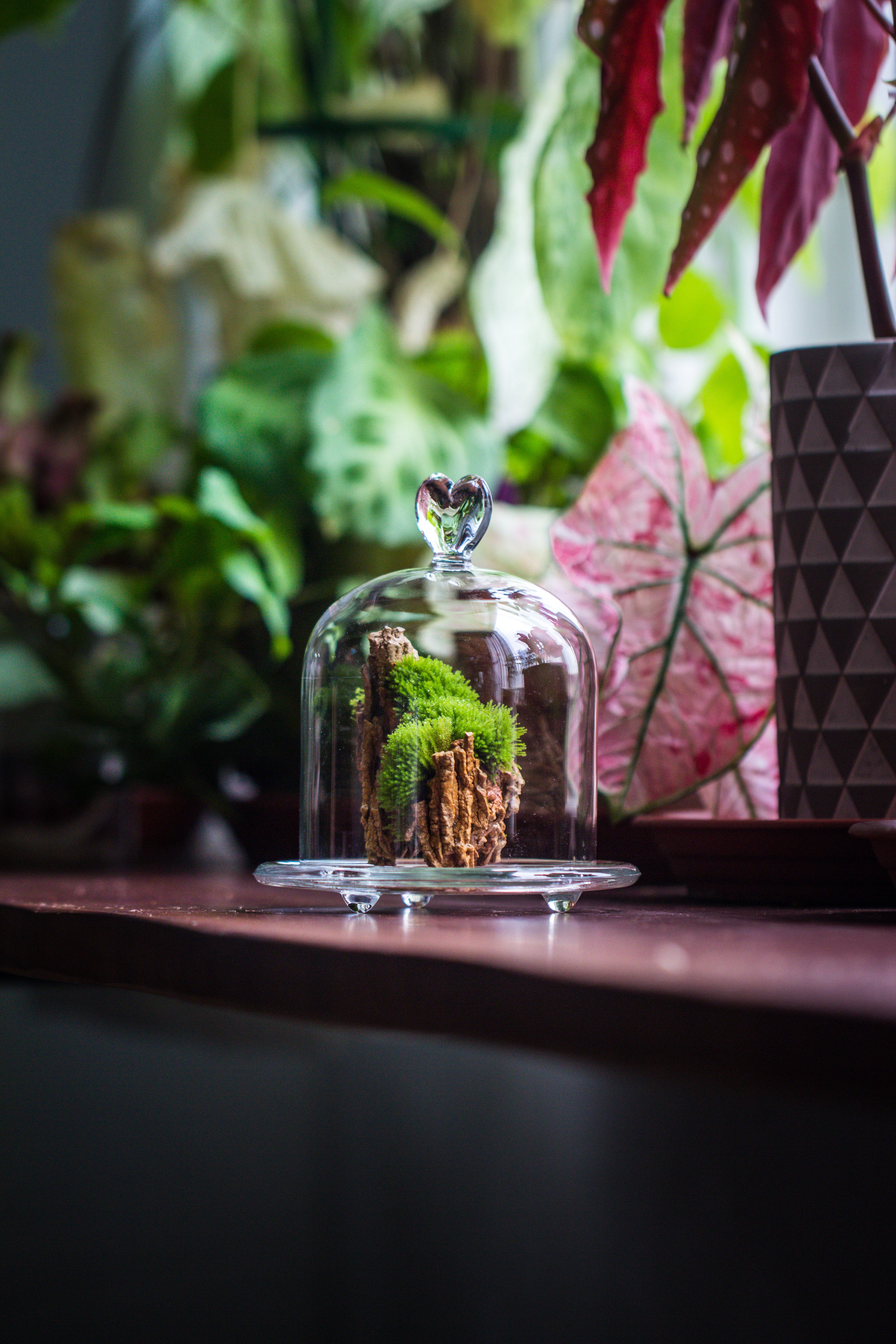 Heart Shape Tip Glass cloche with glass base and metal gold base set - NCYPgarden