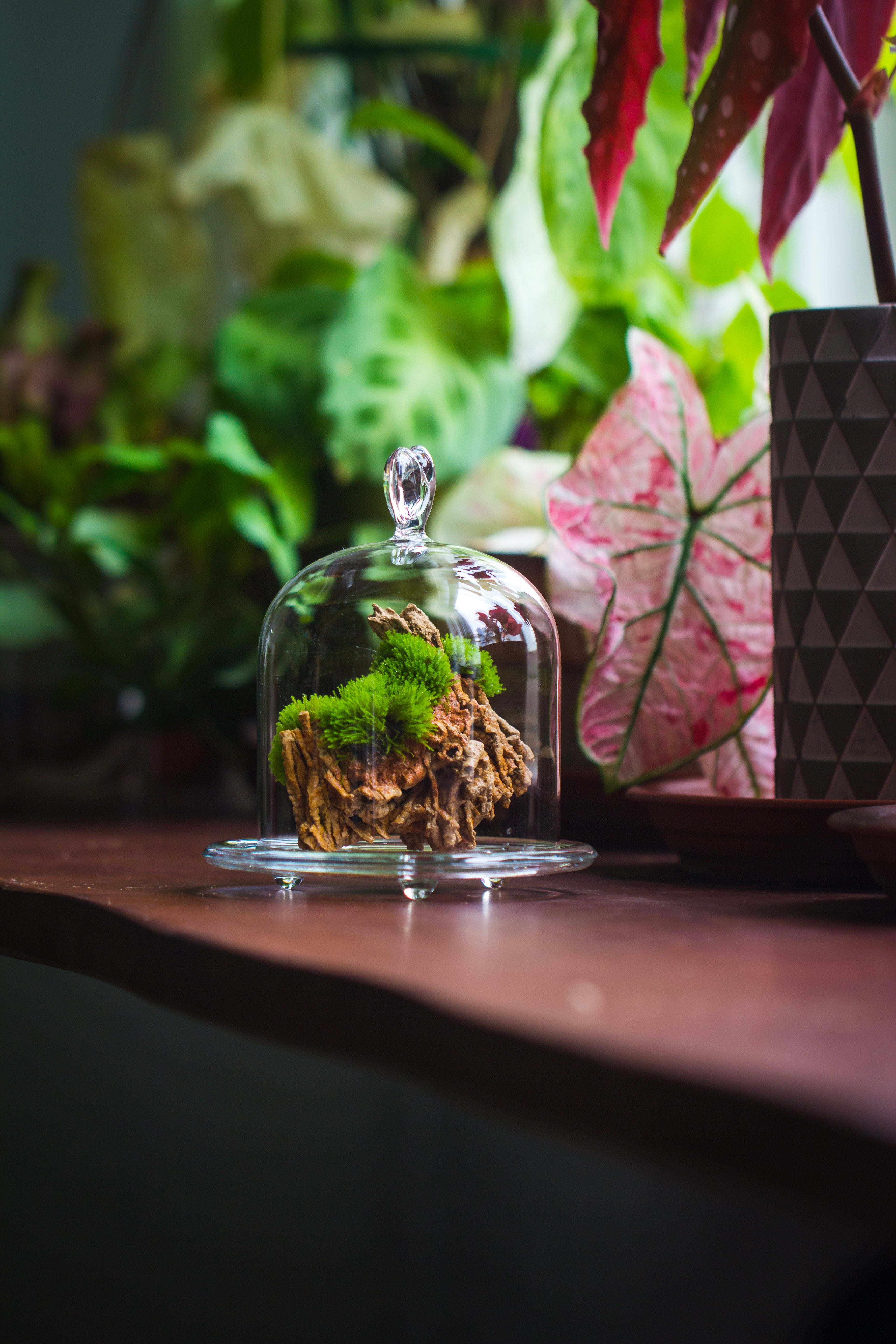 Heart Shape Tip Glass cloche with glass base and metal gold base set - NCYPgarden