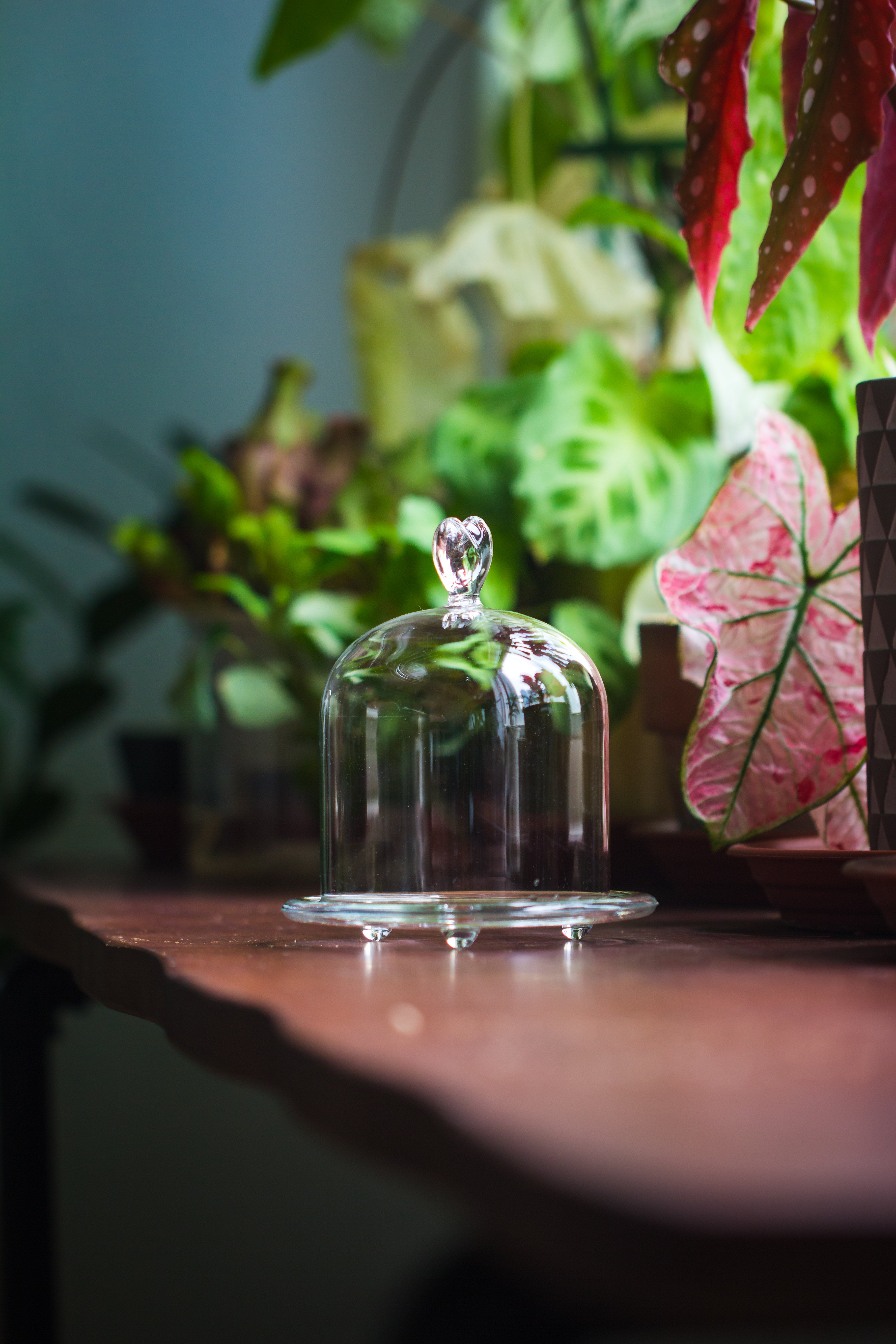 Heart Shape Tip Glass cloche with glass base and metal gold base set - NCYPgarden