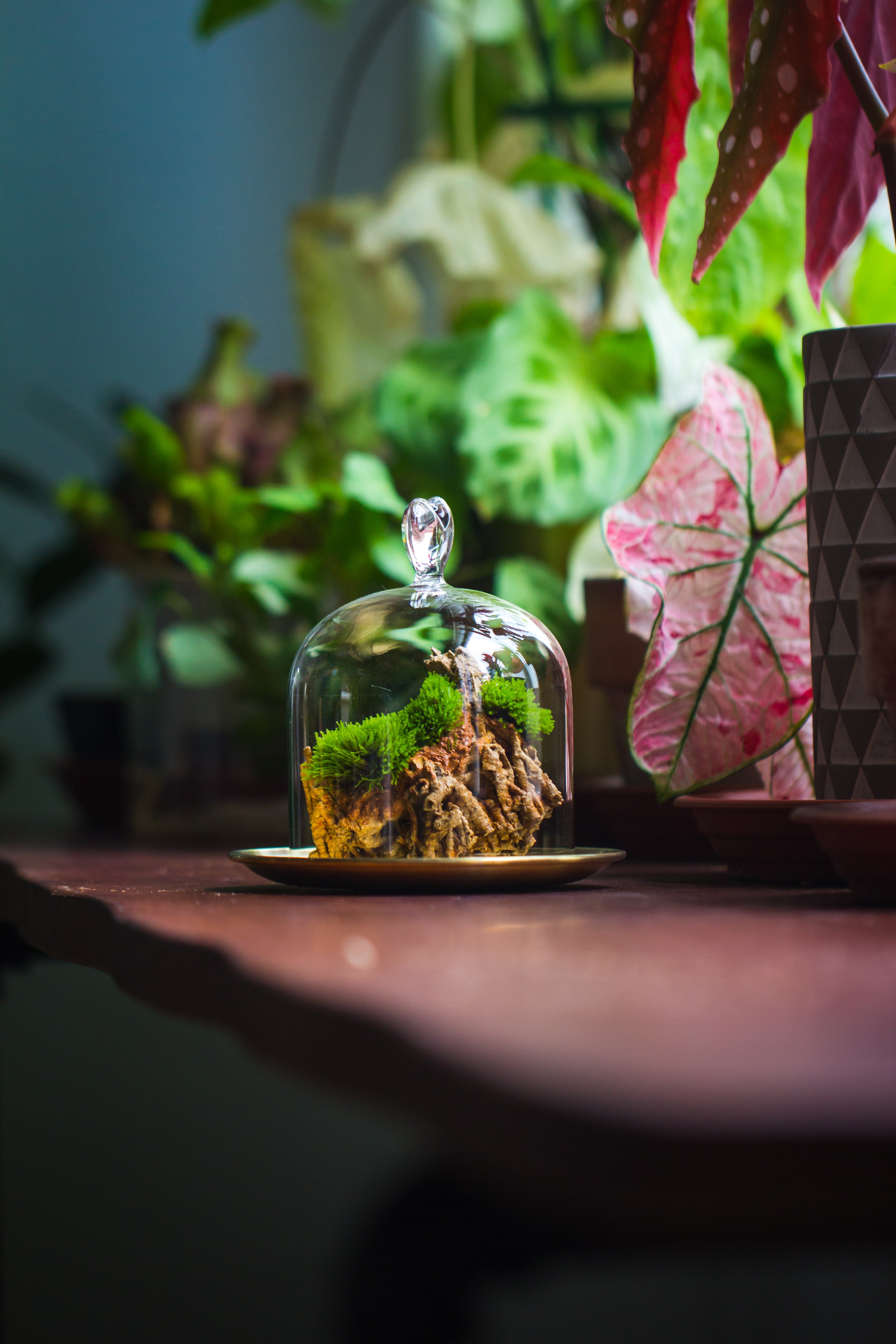 Heart Shape Tip Glass cloche with glass base and metal gold base set - NCYPgarden