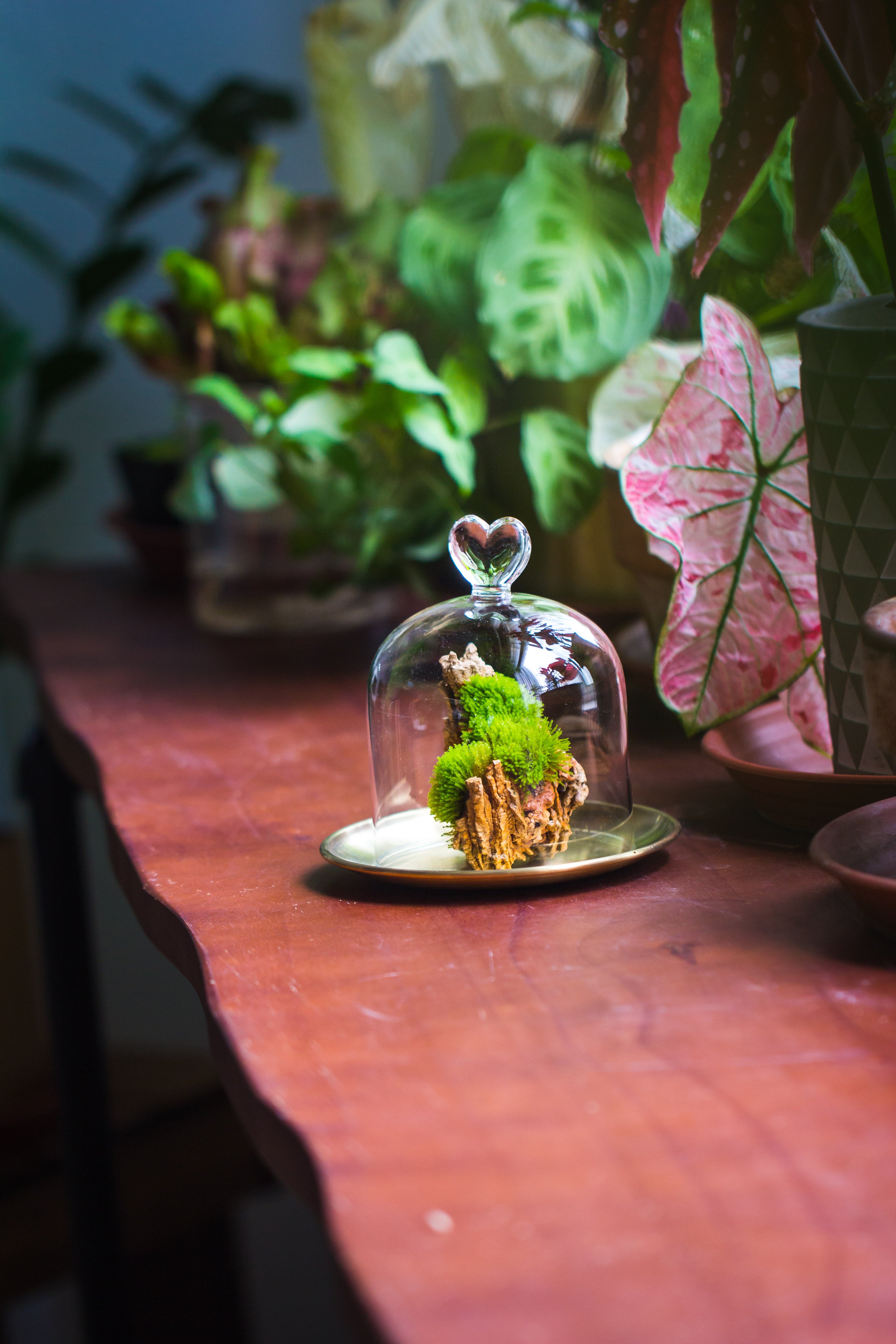 Heart Shape Tip Glass cloche with glass base and metal gold base set - NCYPgarden