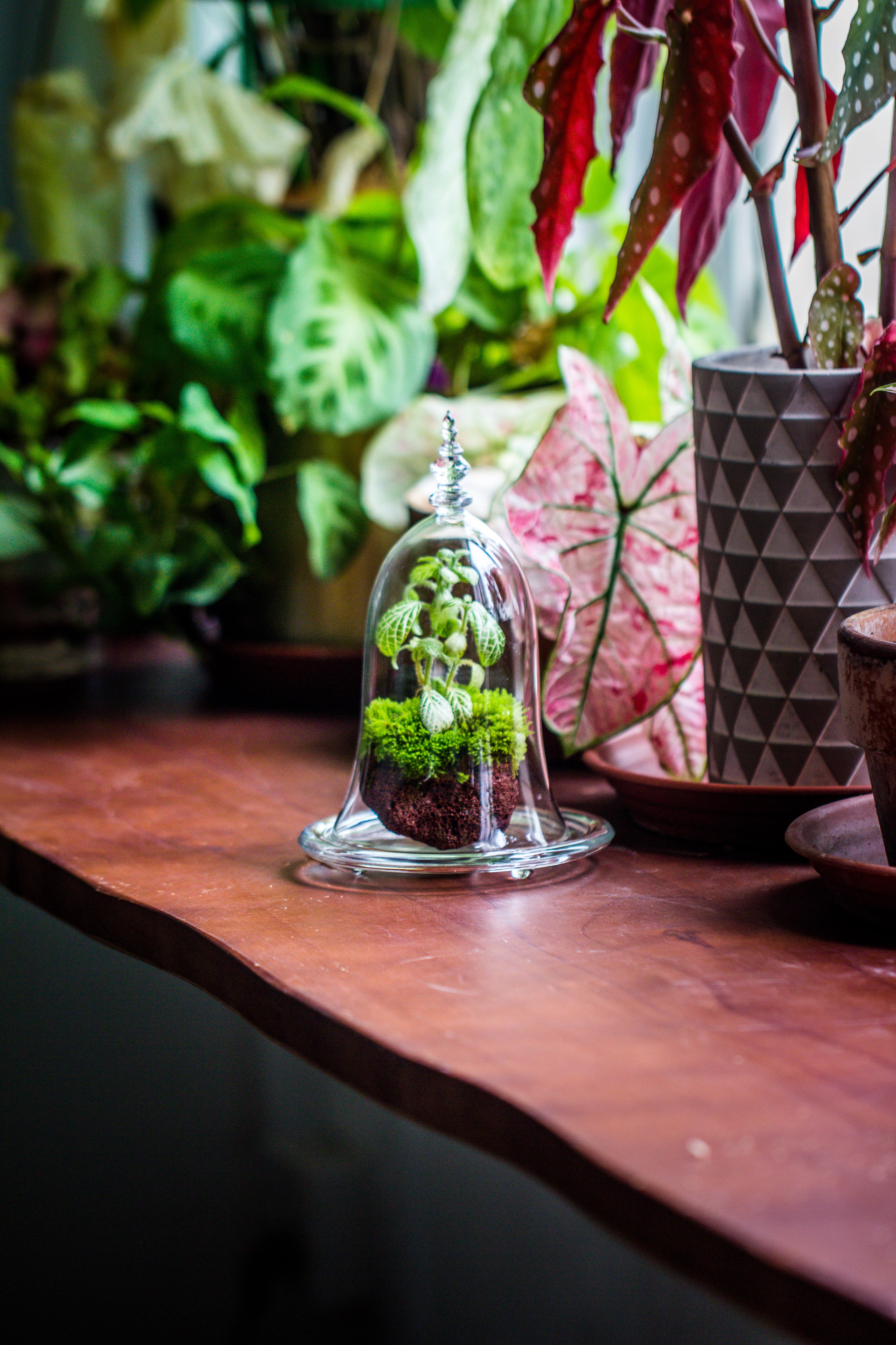 bell shape glass cloche with glass base and gold metal base - NCYPgarden