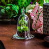 bell shape glass cloche with glass base and gold metal base - NCYPgarden