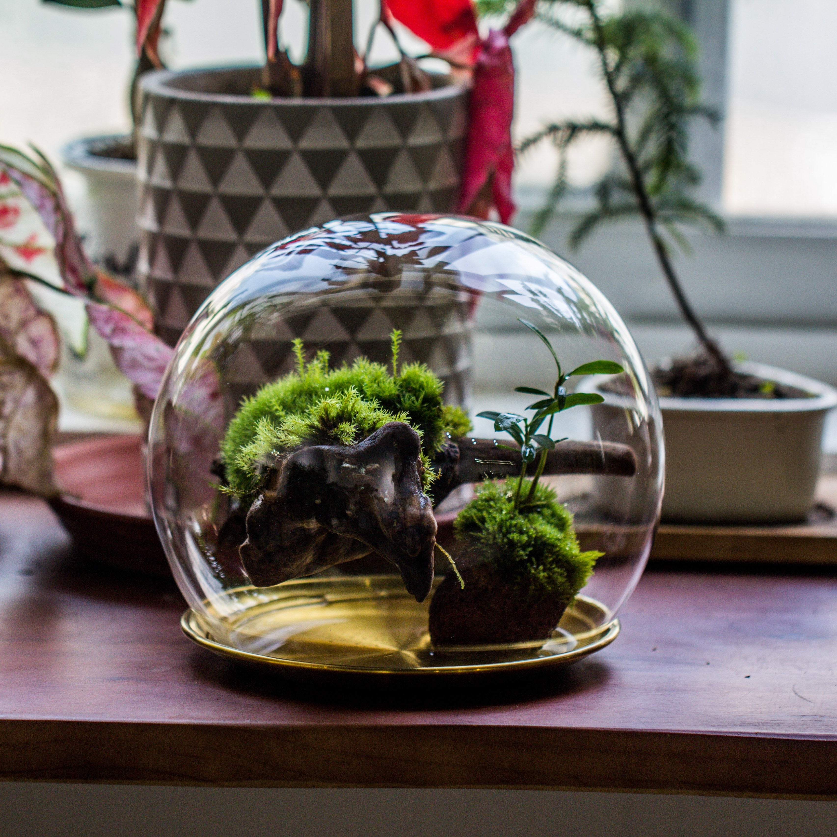 large glass globe cloche terrarium with glass Base and metal base set - NCYPgarden