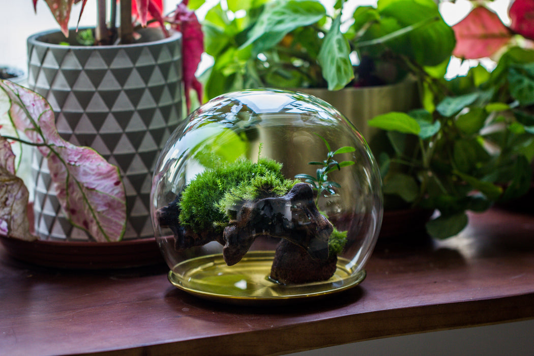 large glass globe cloche terrarium with glass Base and metal base set - NCYPgarden