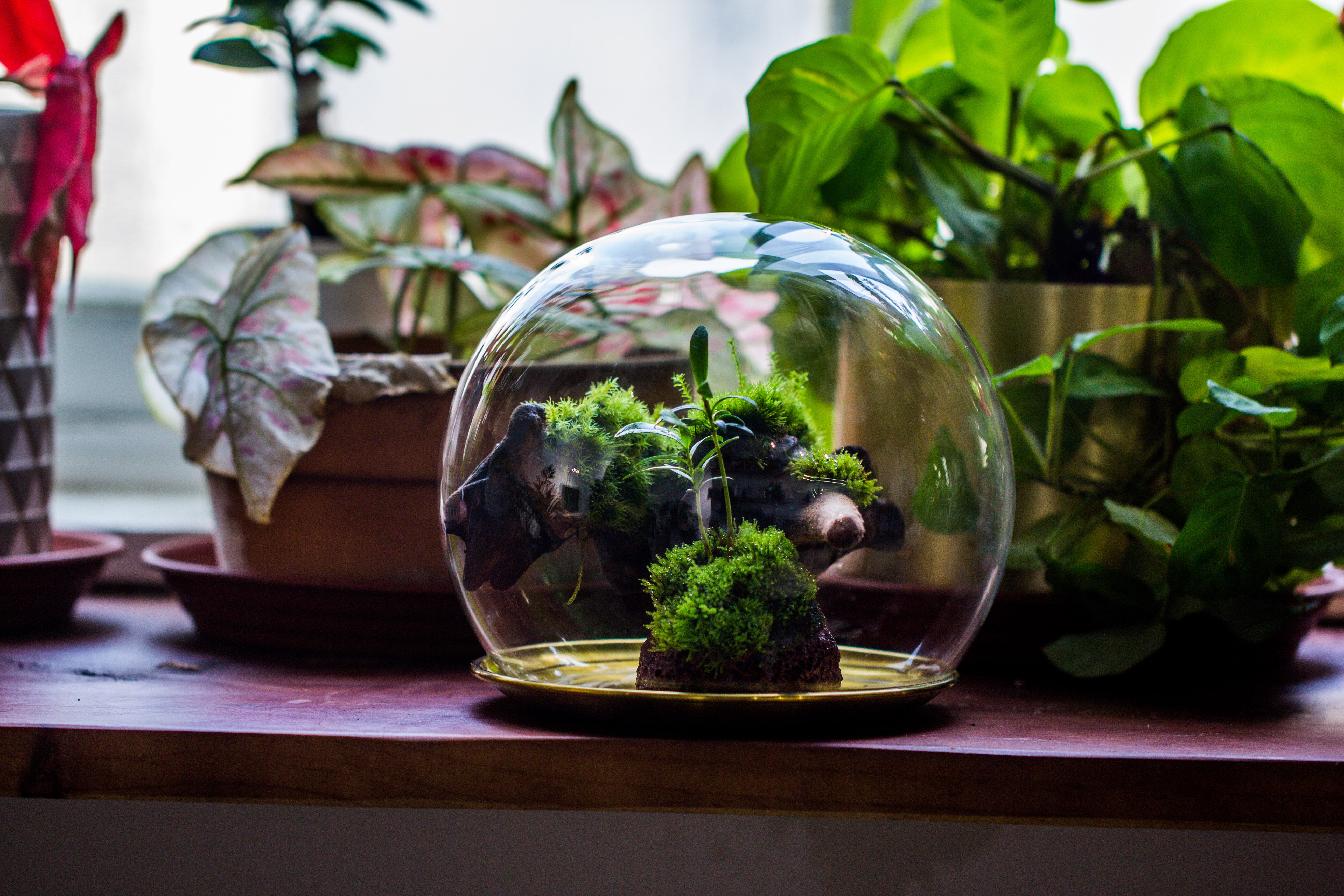 large glass globe cloche terrarium with glass Base and metal base set - NCYPgarden