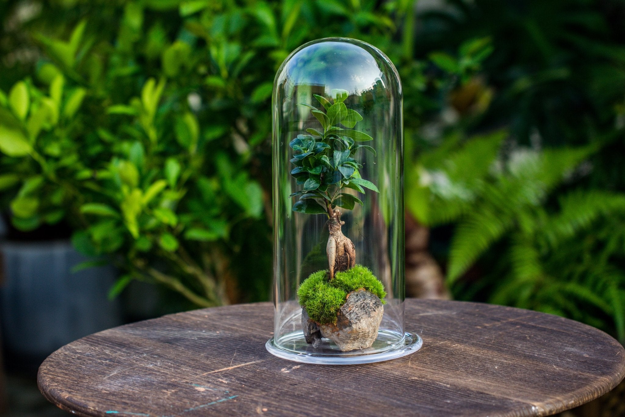 Glass Dome Base tall glass dome with glass base and gold metal base set – NCYPgarden