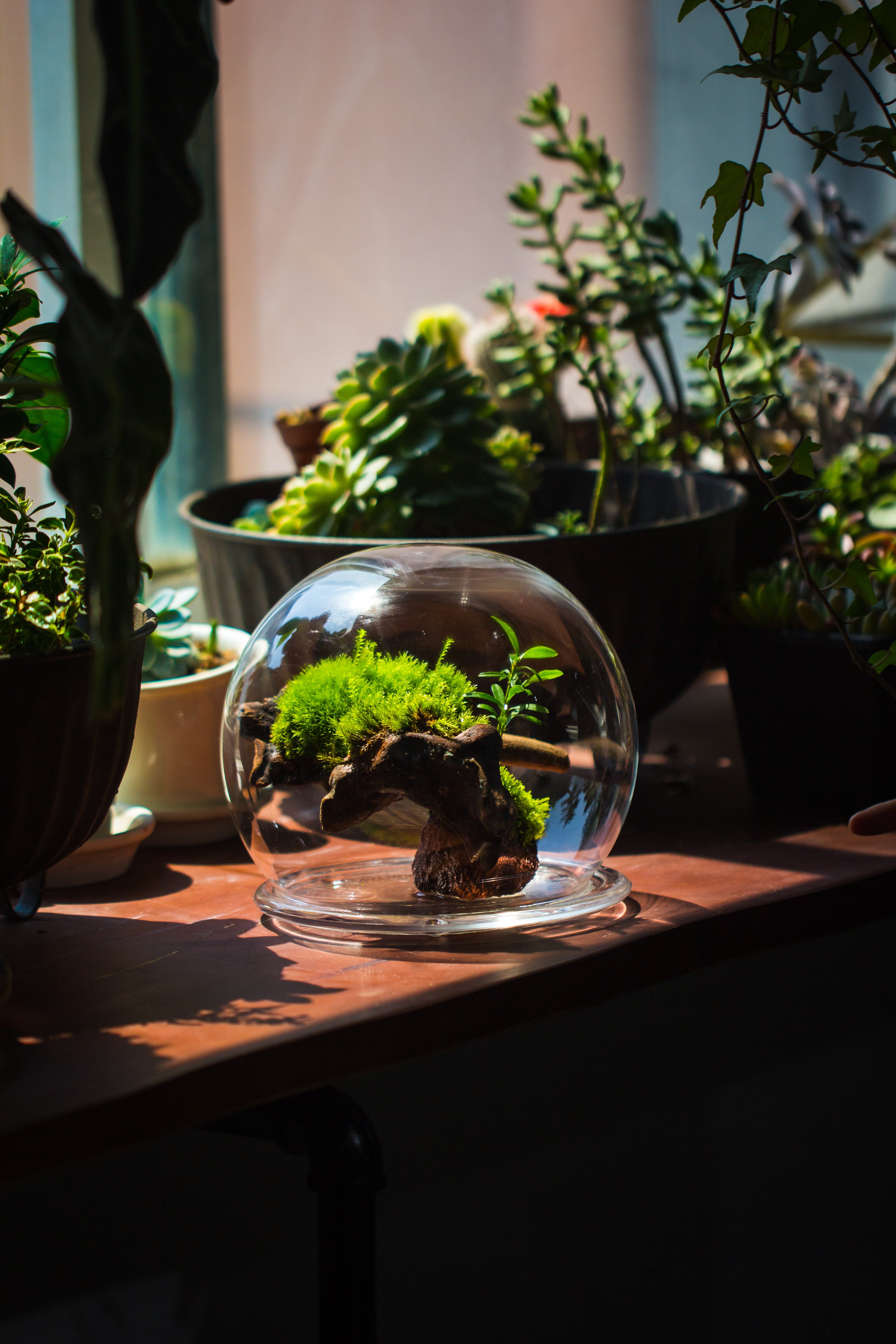 large glass globe cloche terrarium with glass Base and metal base set - NCYPgarden