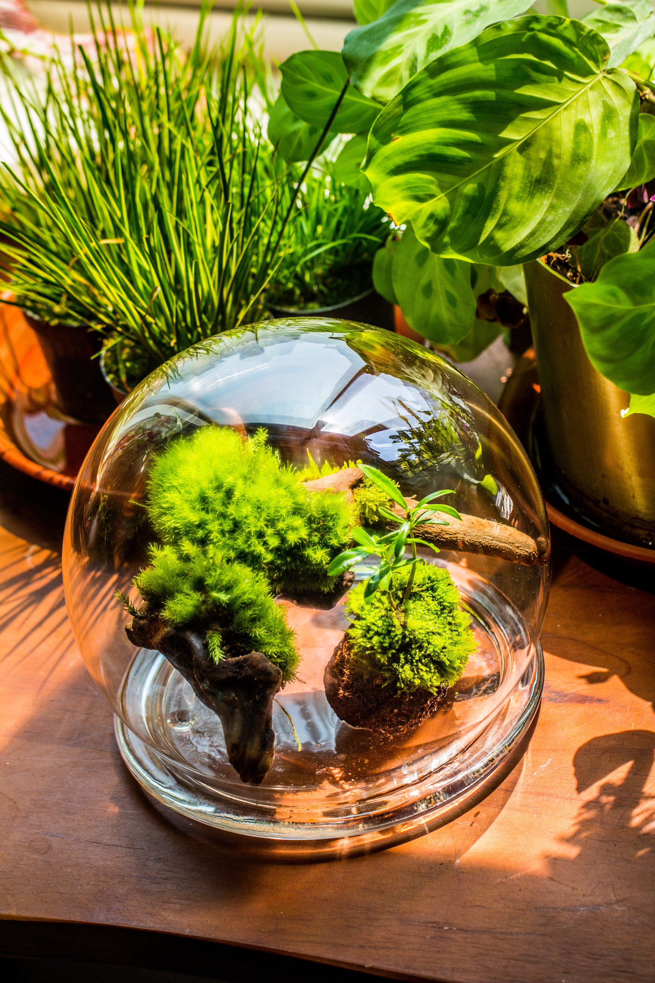 Large Glass Globe Cloche Terrarium with Glass Base and Metal Base Set