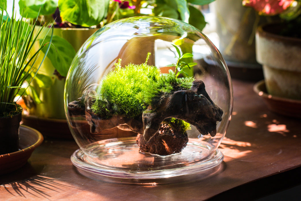 large glass globe cloche terrarium with glass Base and metal base set - NCYPgarden