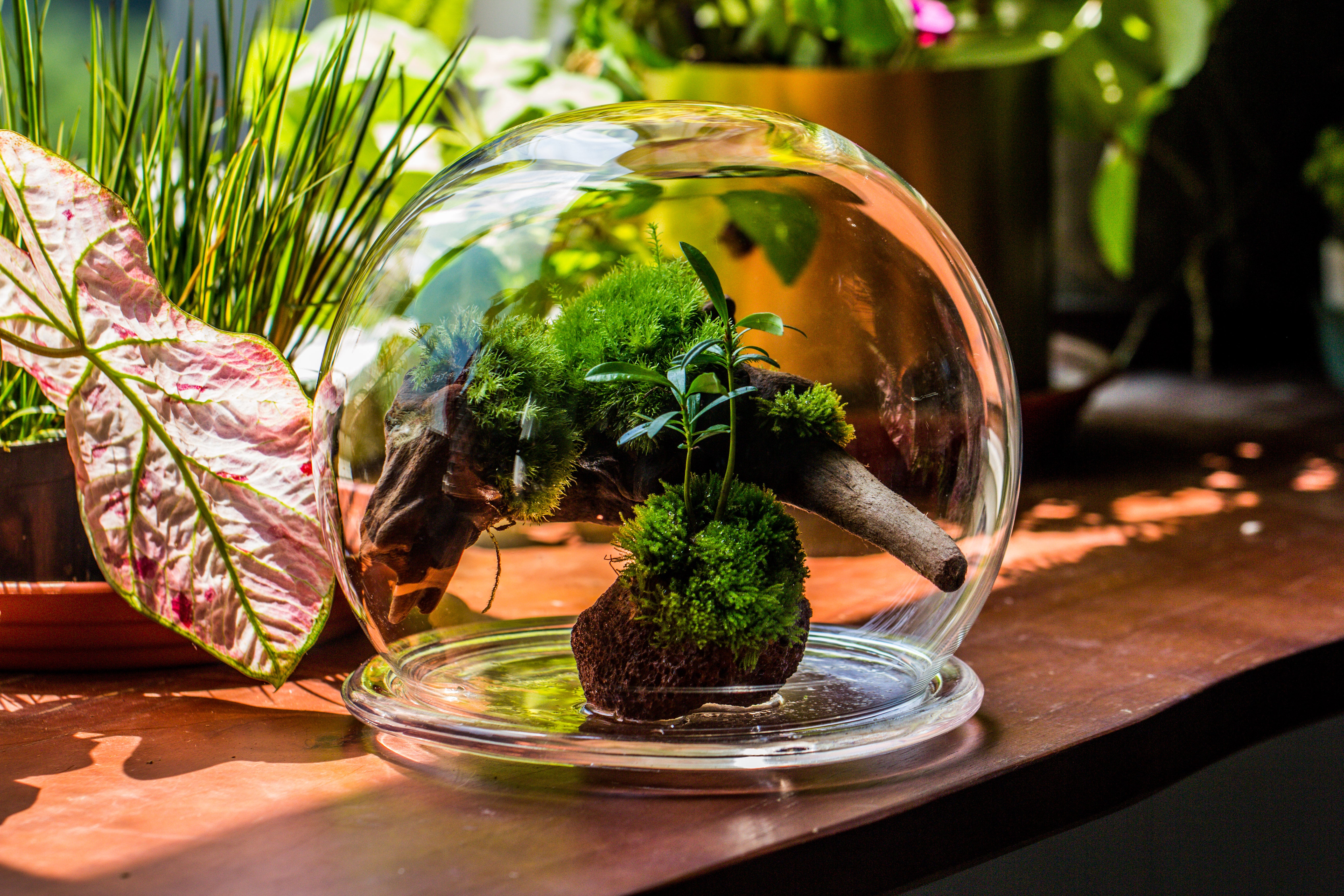 large glass globe cloche terrarium with glass Base and metal base set - NCYPgarden