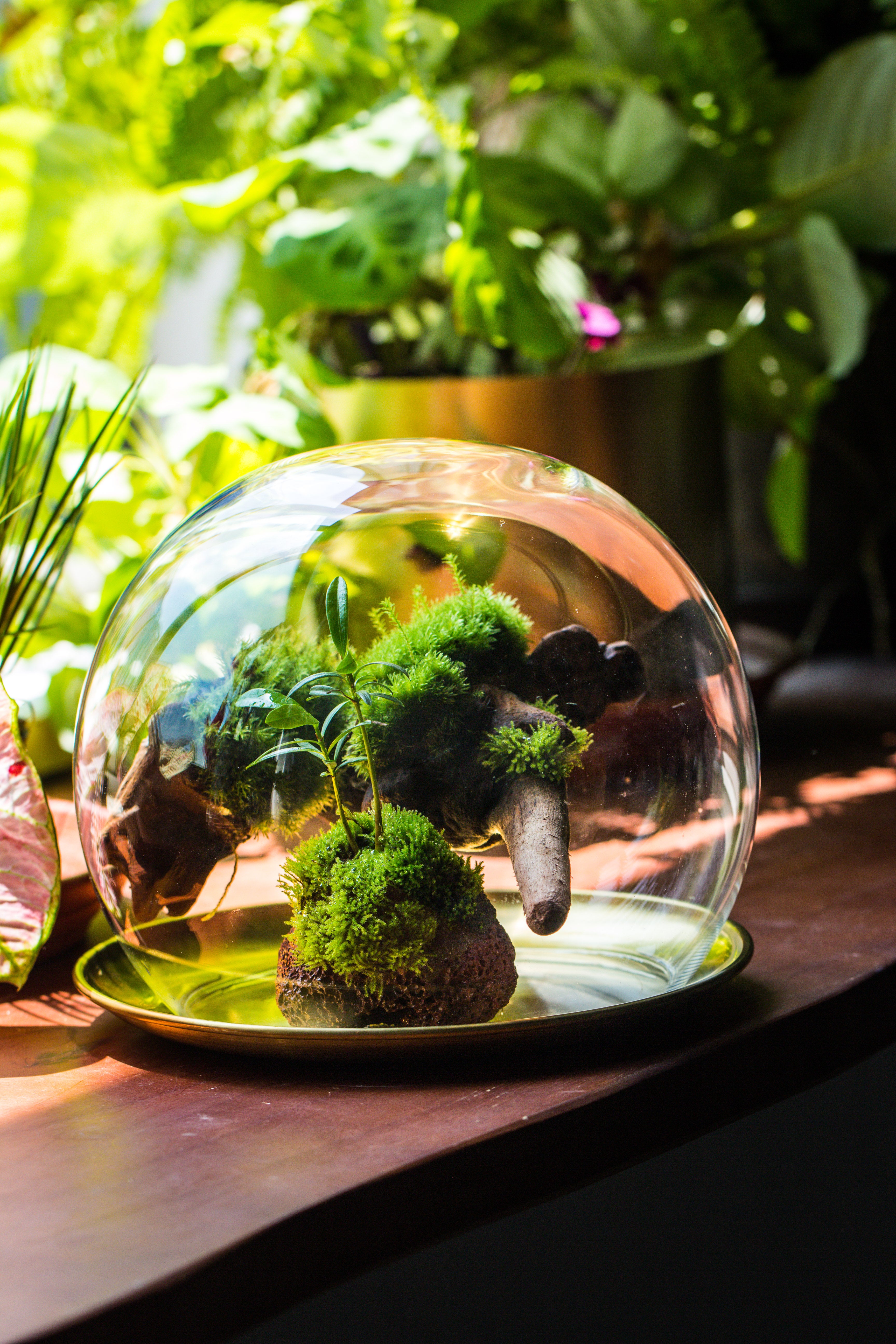 large glass globe cloche terrarium with glass Base and metal base set - NCYPgarden