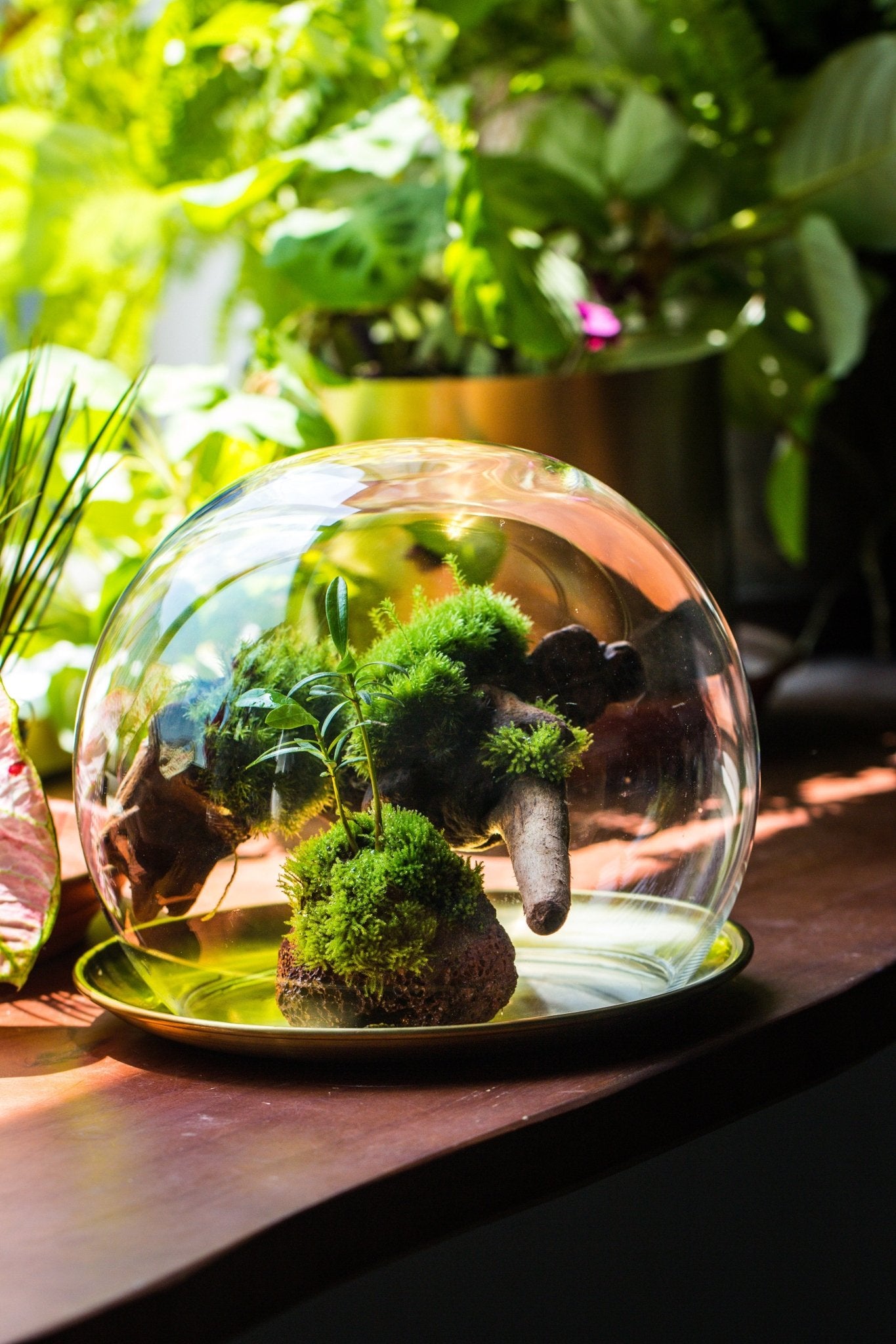 glass plant terrariums large glass globe cloche terrarium with glass Base and metal base set