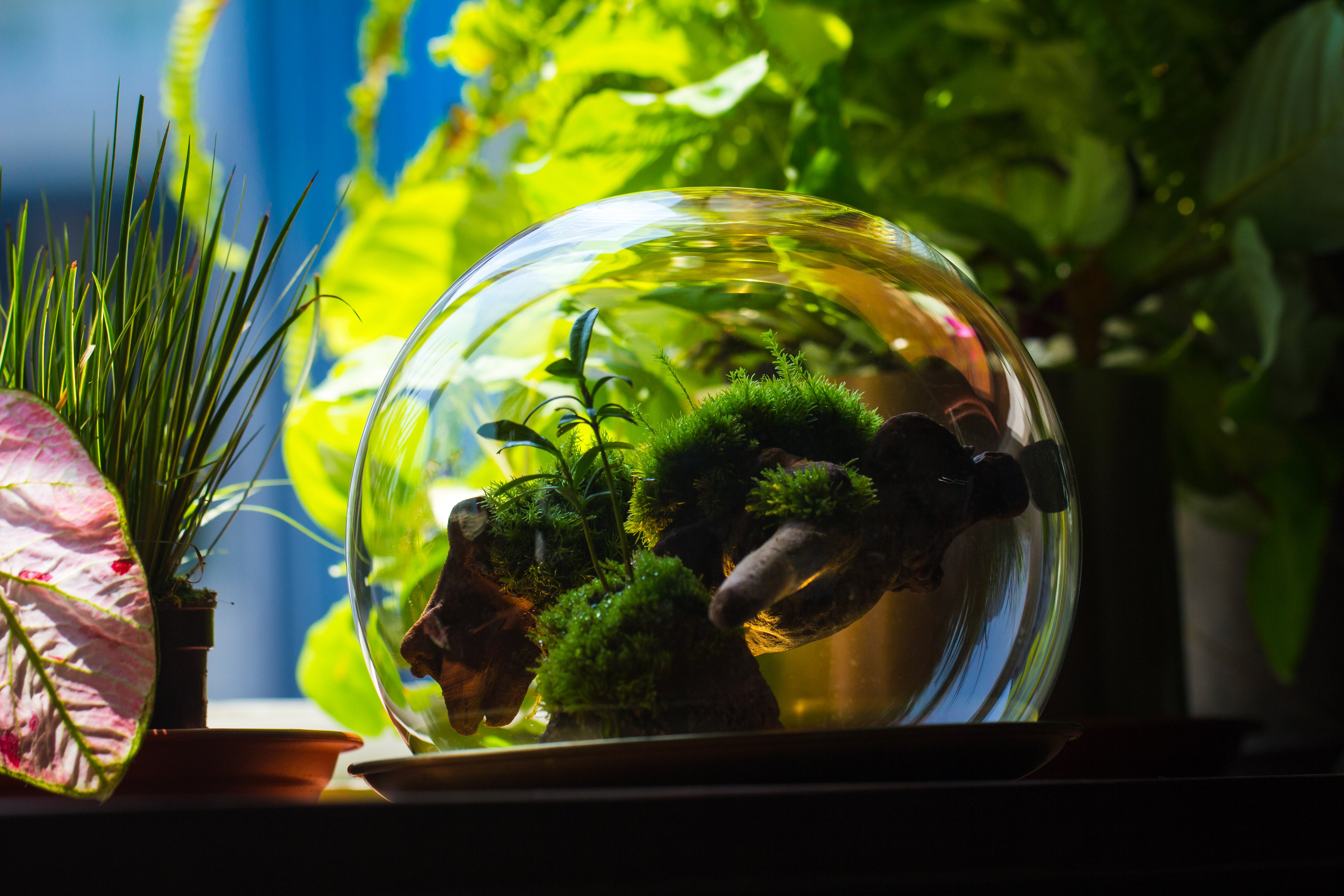 Large Glass Globe Cloche Terrarium with Glass Base and Metal Base Set