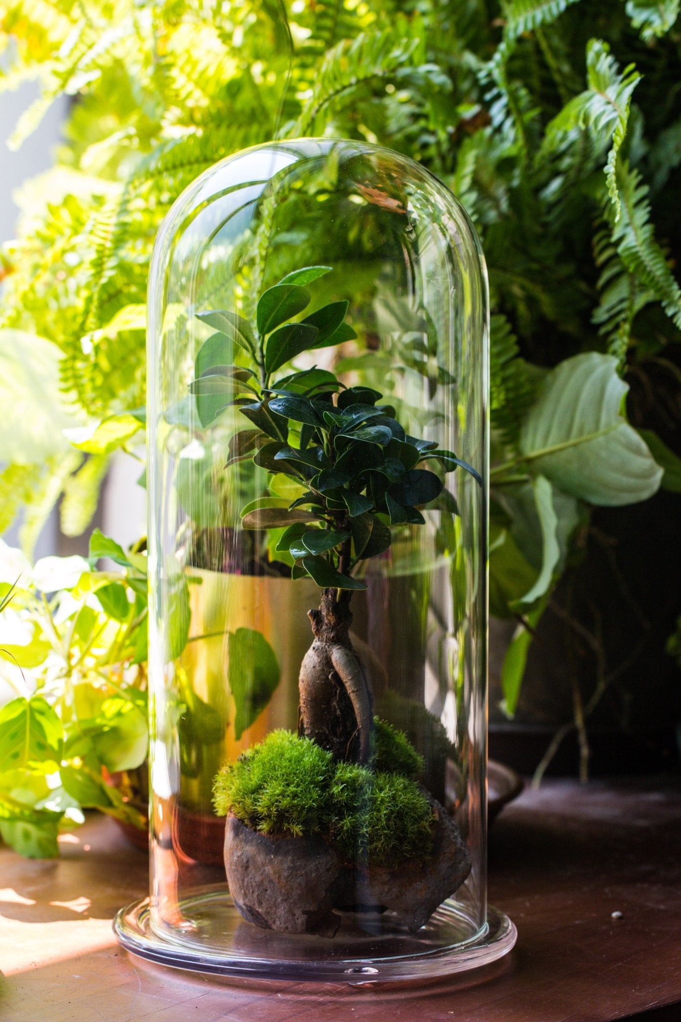 Glass Dome Base tall glass dome with glass base and gold metal base set – NCYPgarden