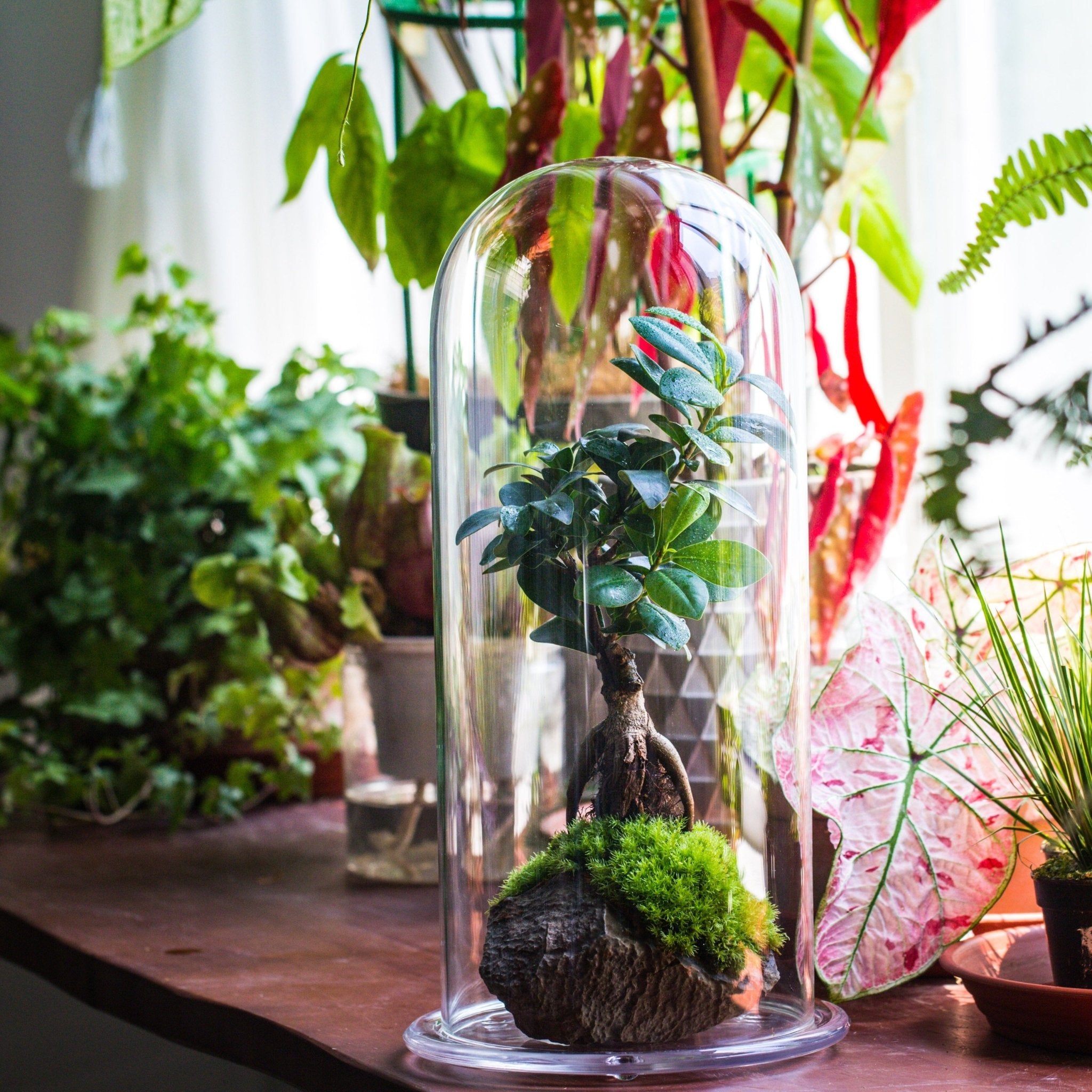 tall glass dome with glass base and gold metal base set — NCYPgarden
