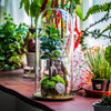 tall glass dome with glass base and gold metal base set - NCYPgarden