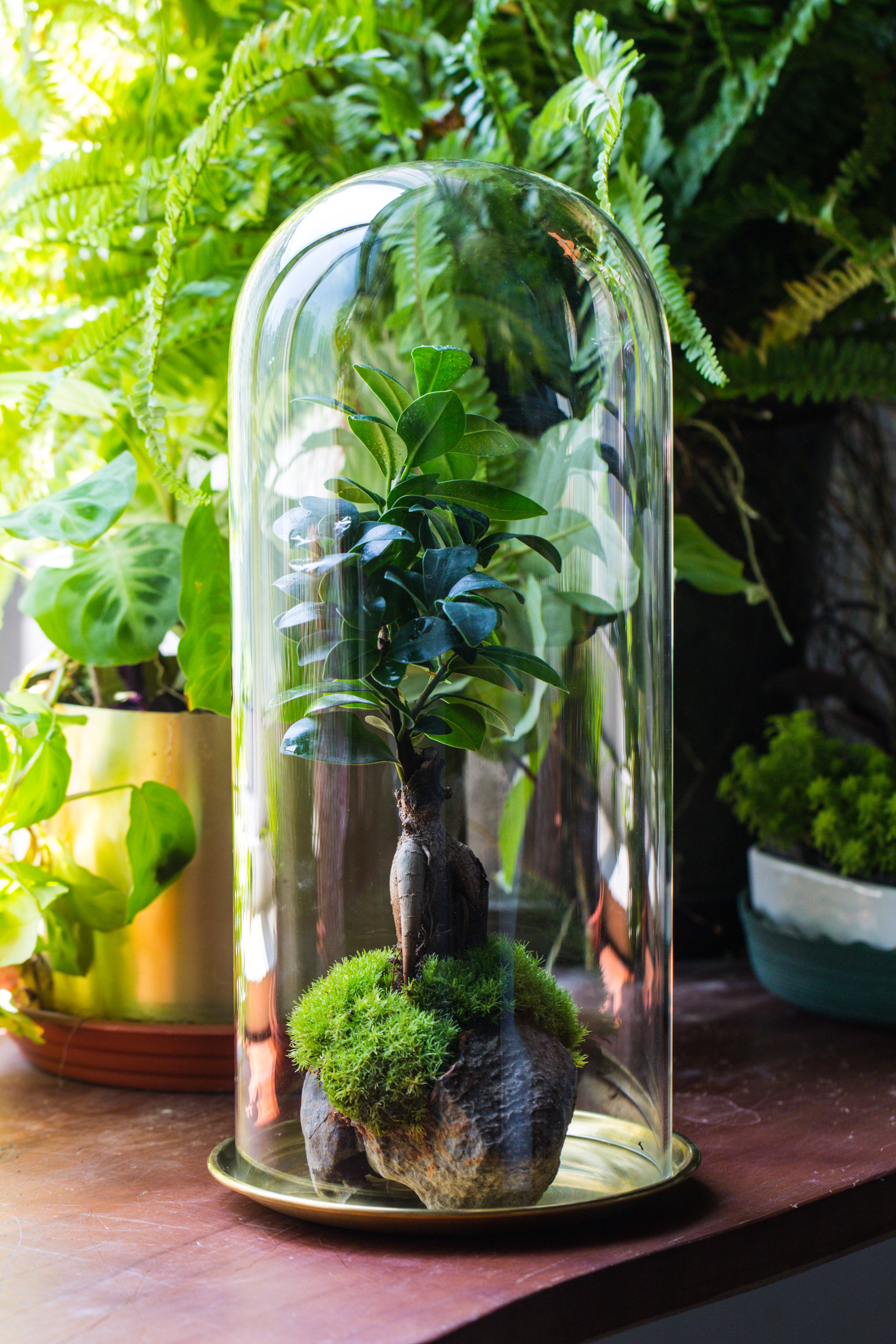 tall glass dome with glass base and gold metal base set - NCYPgarden