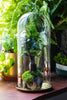 tall glass dome with glass base and gold metal base set - NCYPgarden