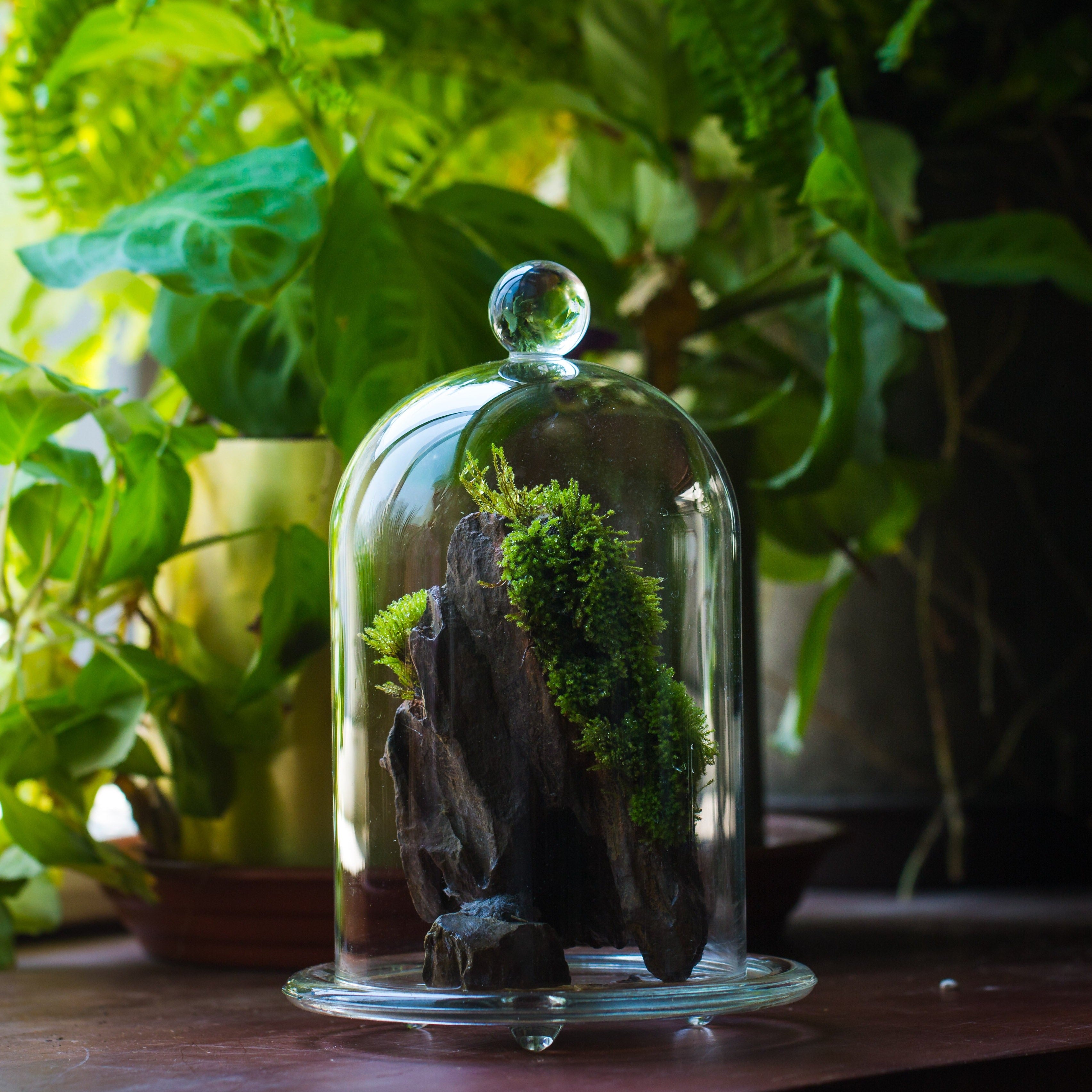 round tip glass dome cloche with glass base and gold metal base set - NCYPgarden