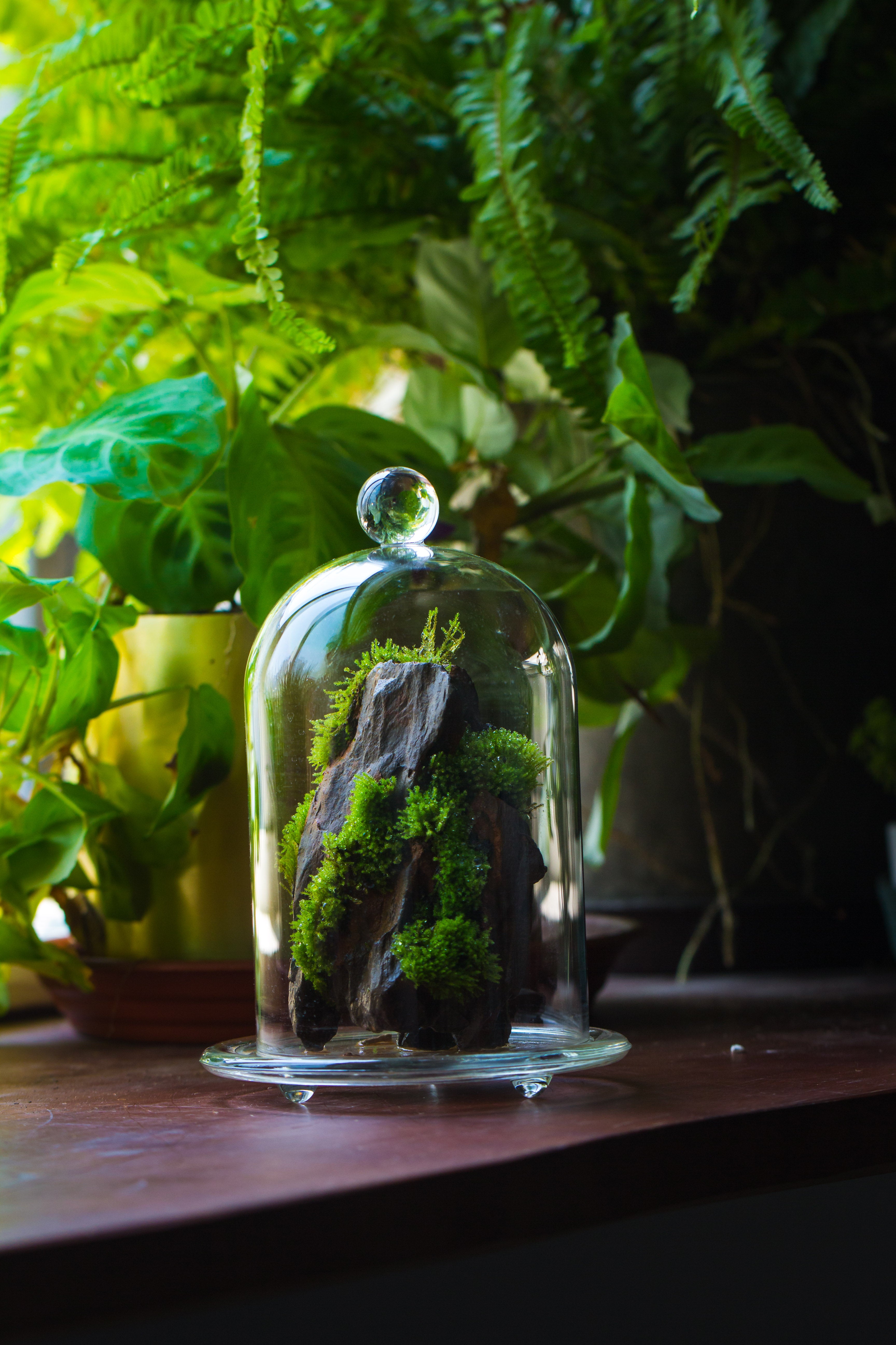 round tip glass dome cloche with glass base and gold metal base set - NCYPgarden